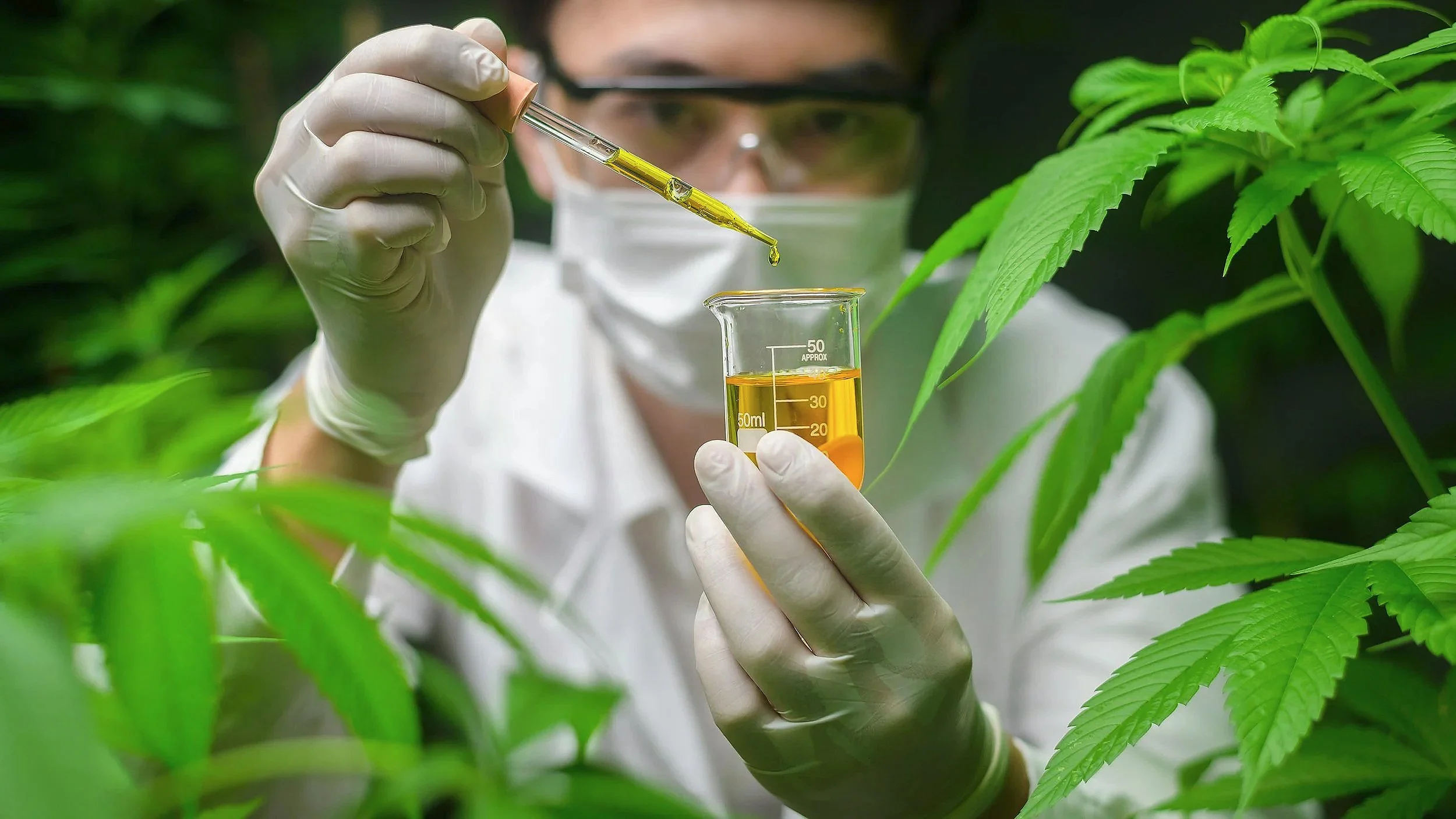 The ‘Skunky’ Smell of Cannabis May Help Treat Fibromyalgia&nbsp;&nbsp;&nbsp;