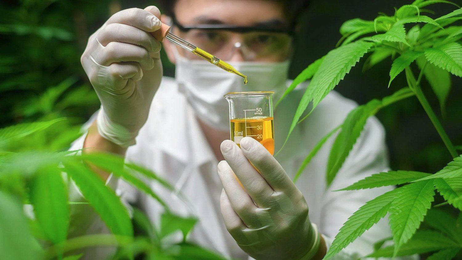 The ‘Skunky’ Smell of Cannabis May Help Treat Fibromyalgia   