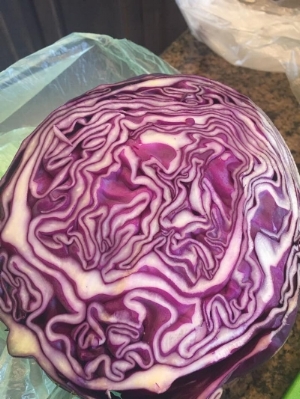 cabbage.jpg