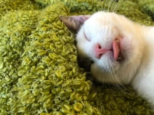 Moozie sleeping.jpg