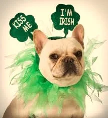 Irish dog.jpg
