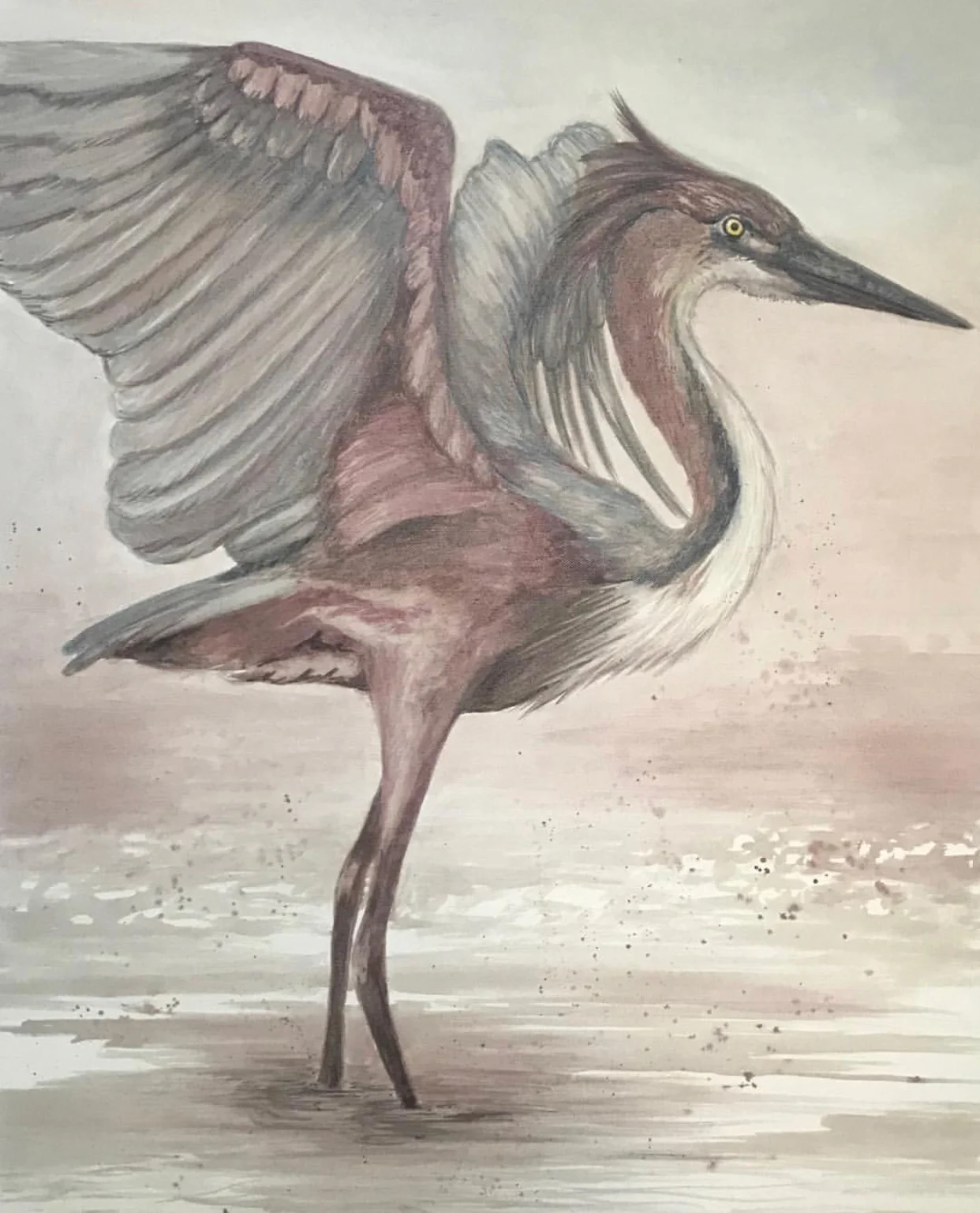 Tri-Colored Heron