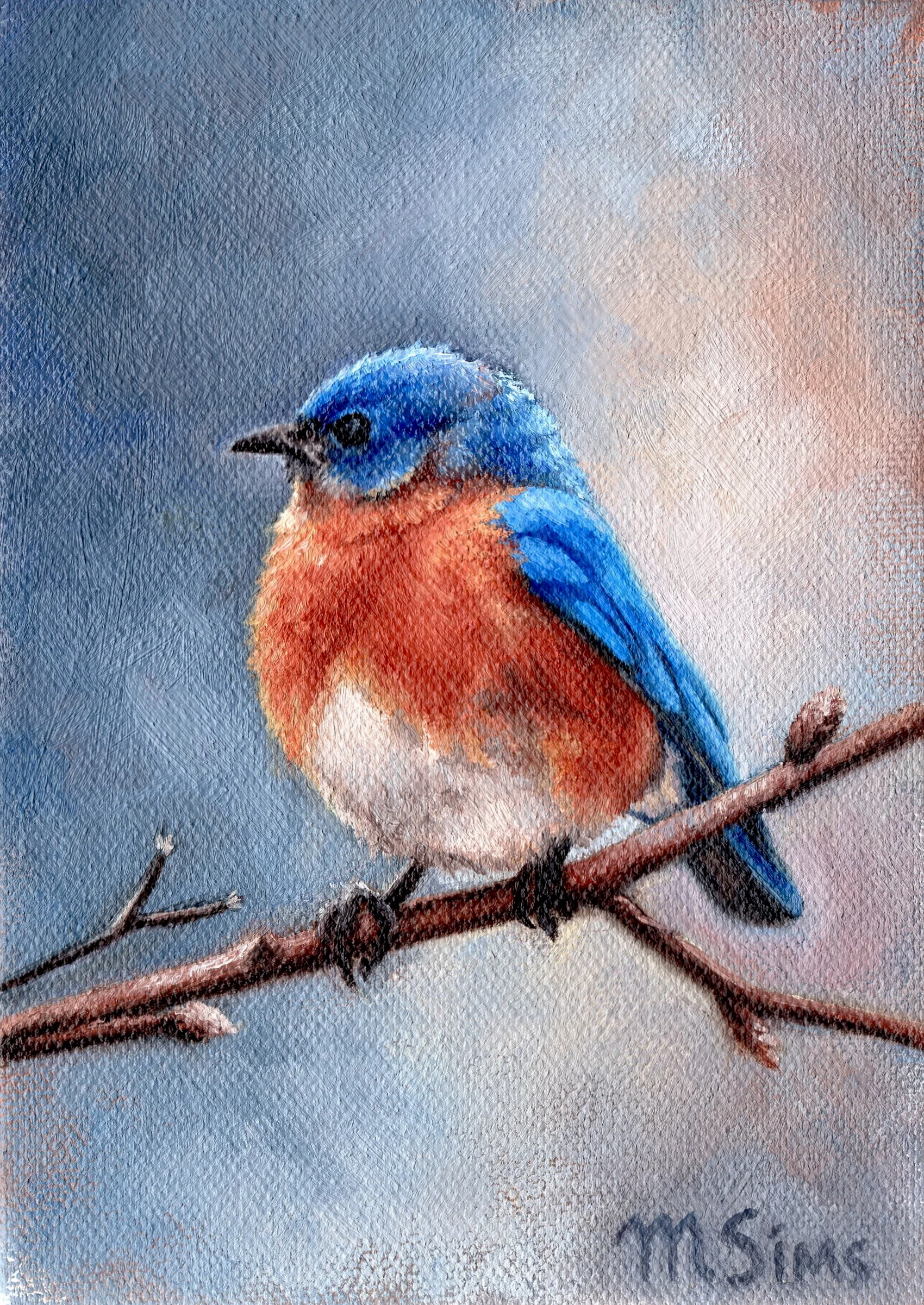 Eastern Bluebird 300 .jpg