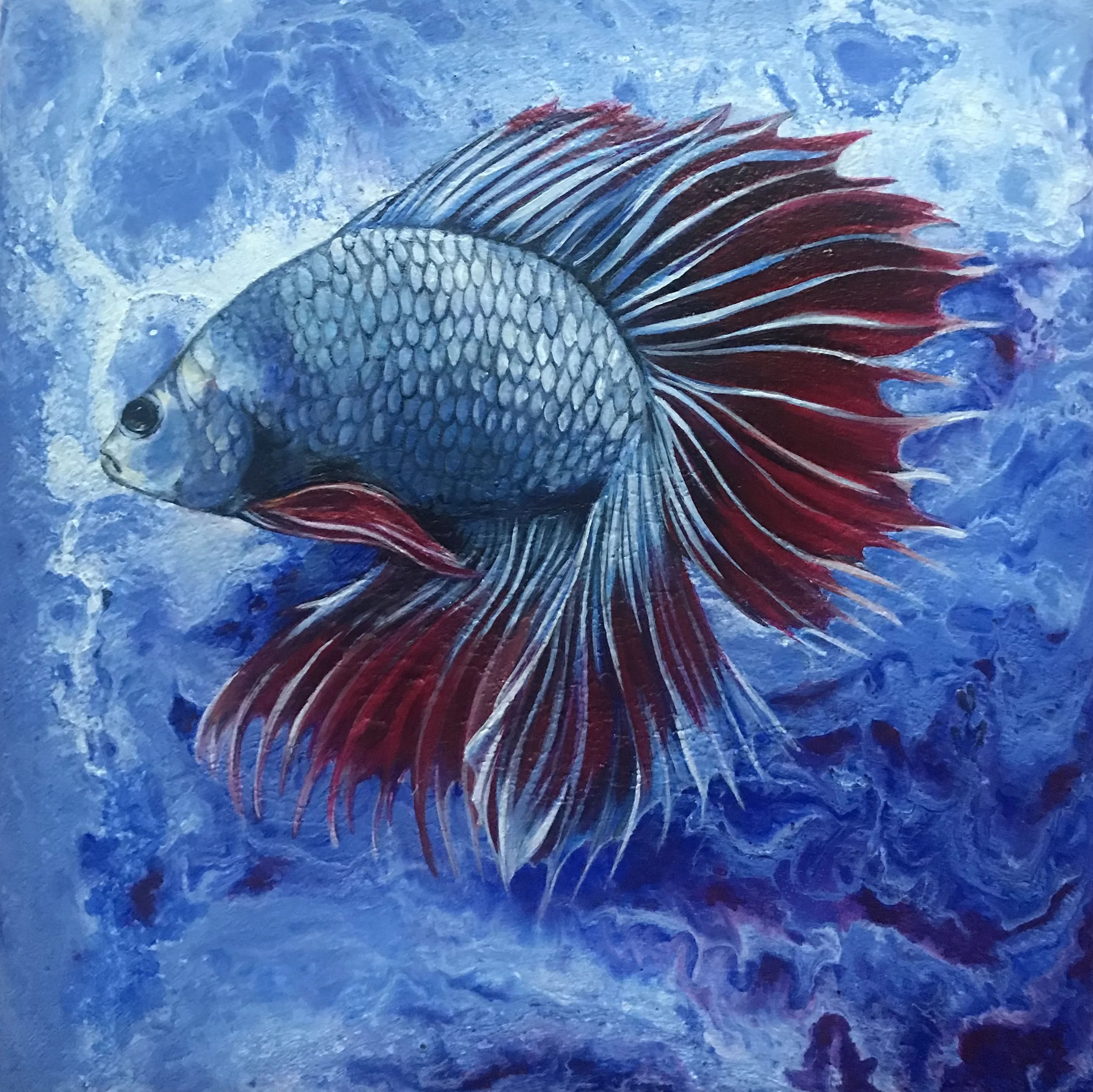 Blue Betta