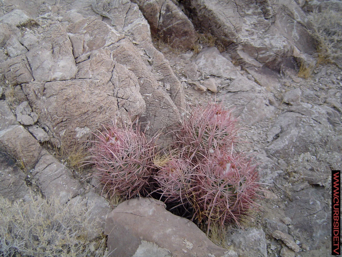 Zzyzx---desert-flowers.jpg