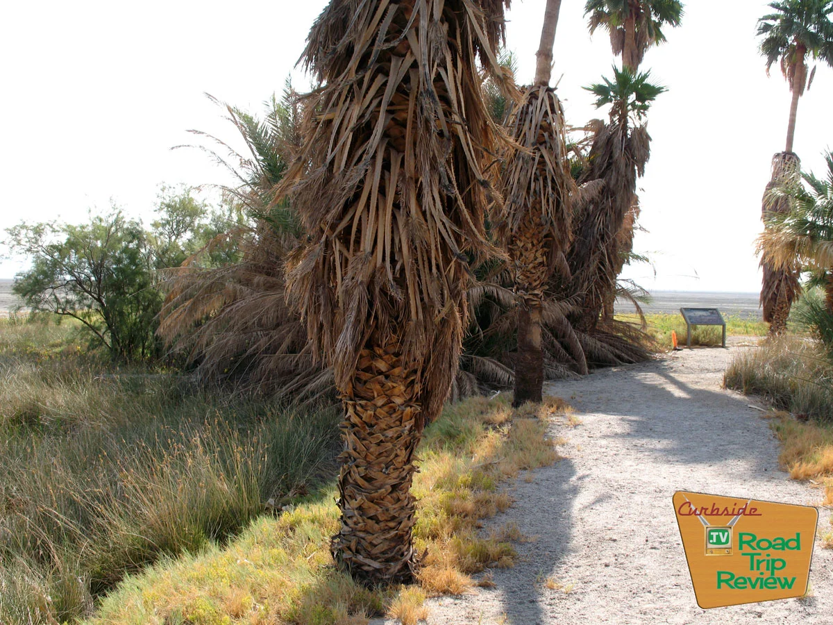 Zzyzx-palm-trees.jpg