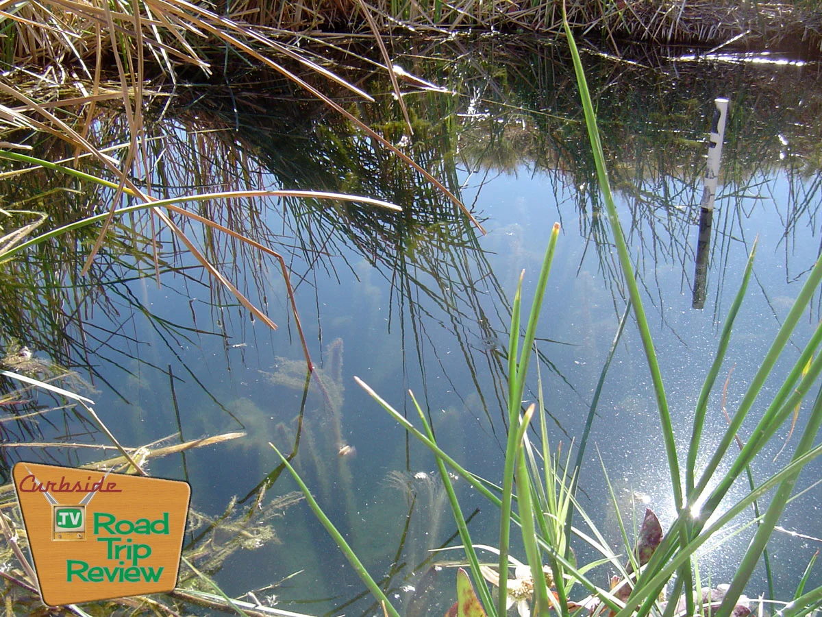 Zzyzx-Tule-Pond-close.jpg