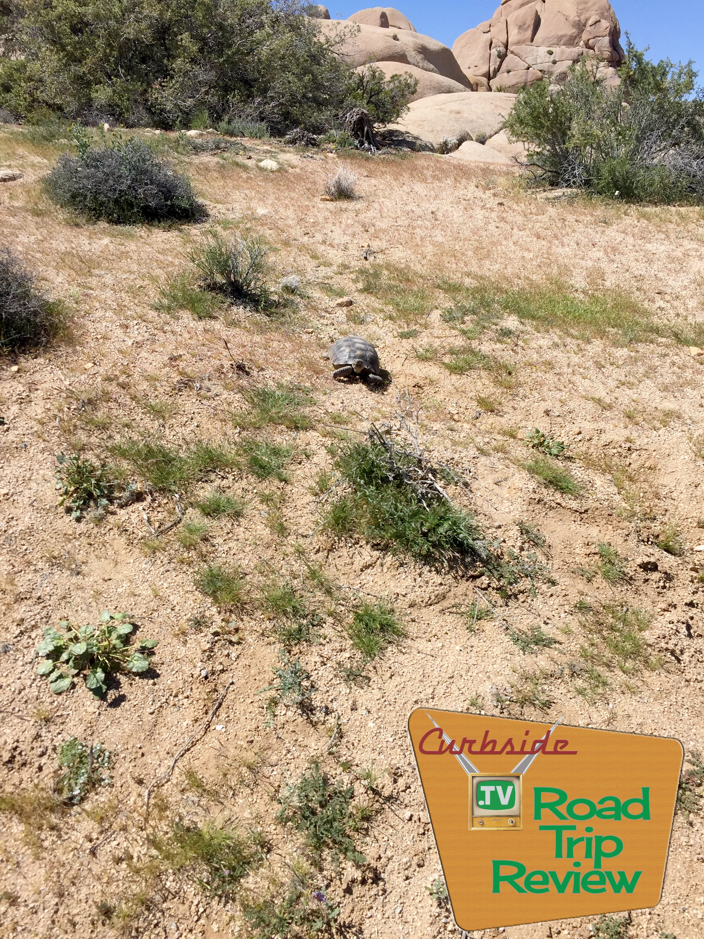 Joshua Tree National Park - 192.jpg