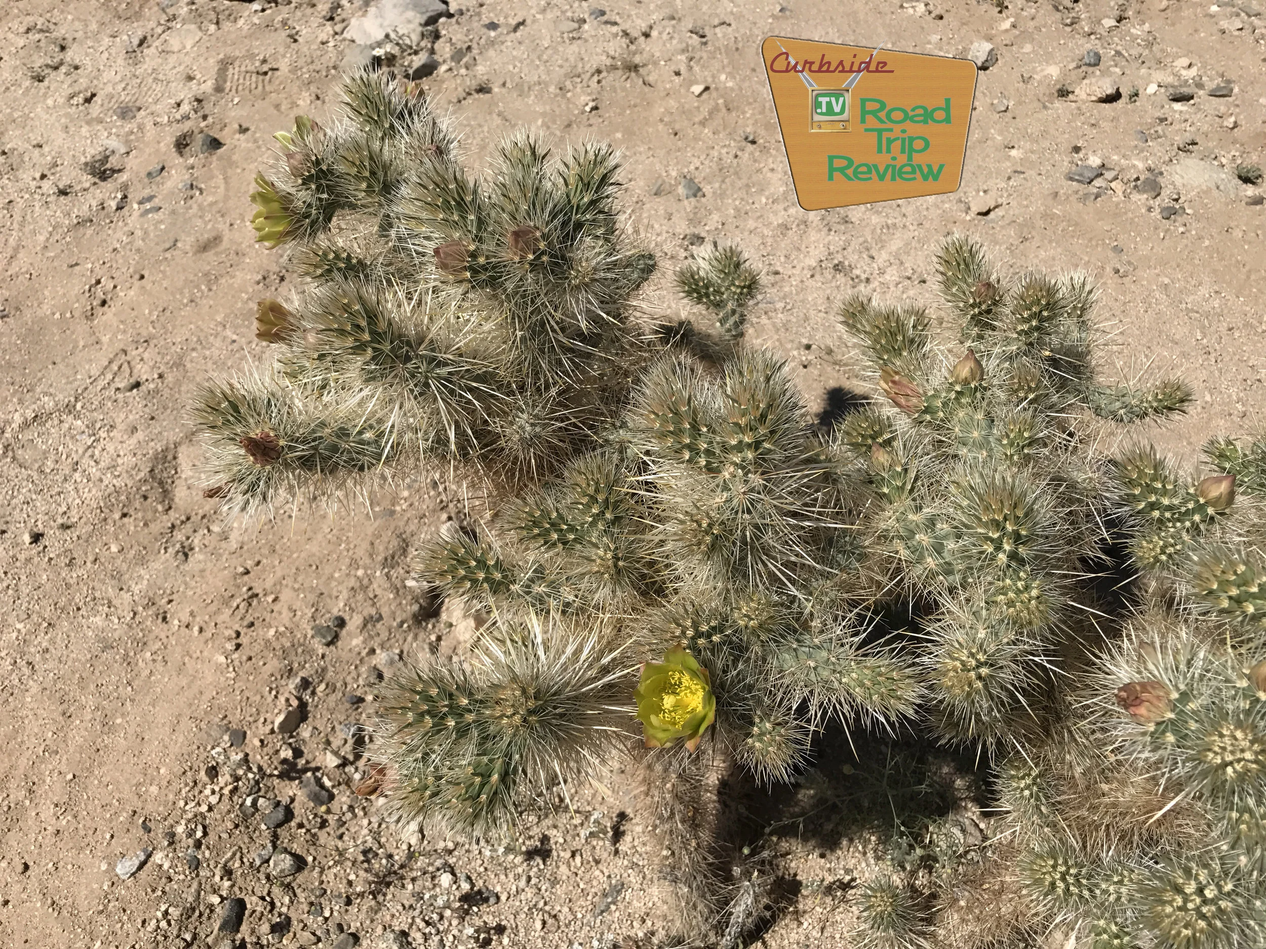 Joshua Tree National Park - 95.jpg