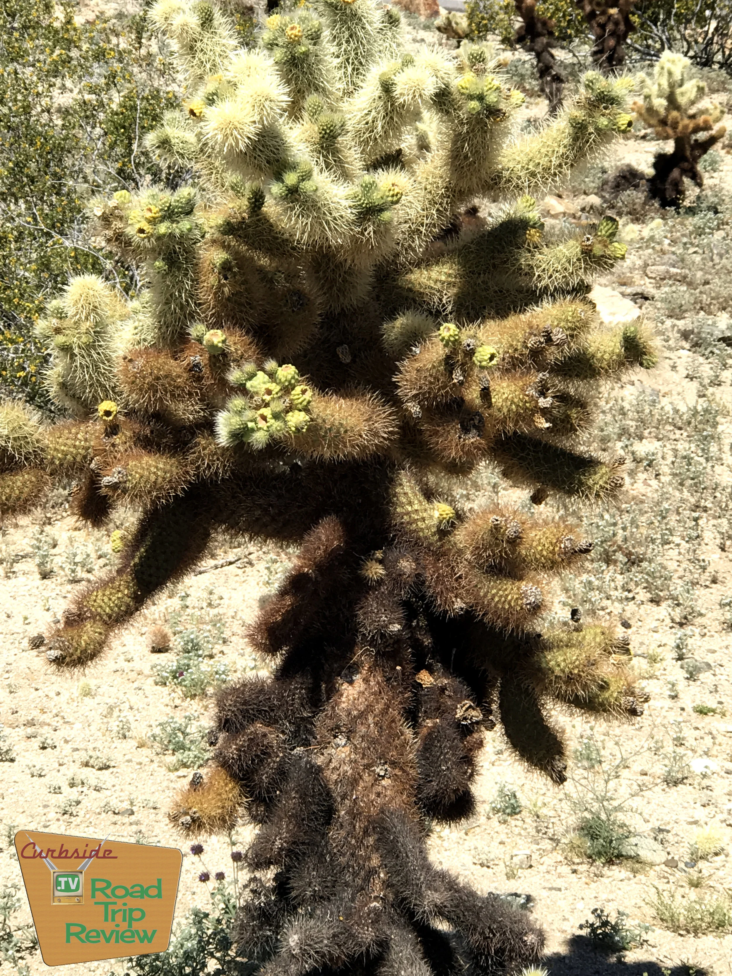 Joshua Tree National Park - 120.jpg