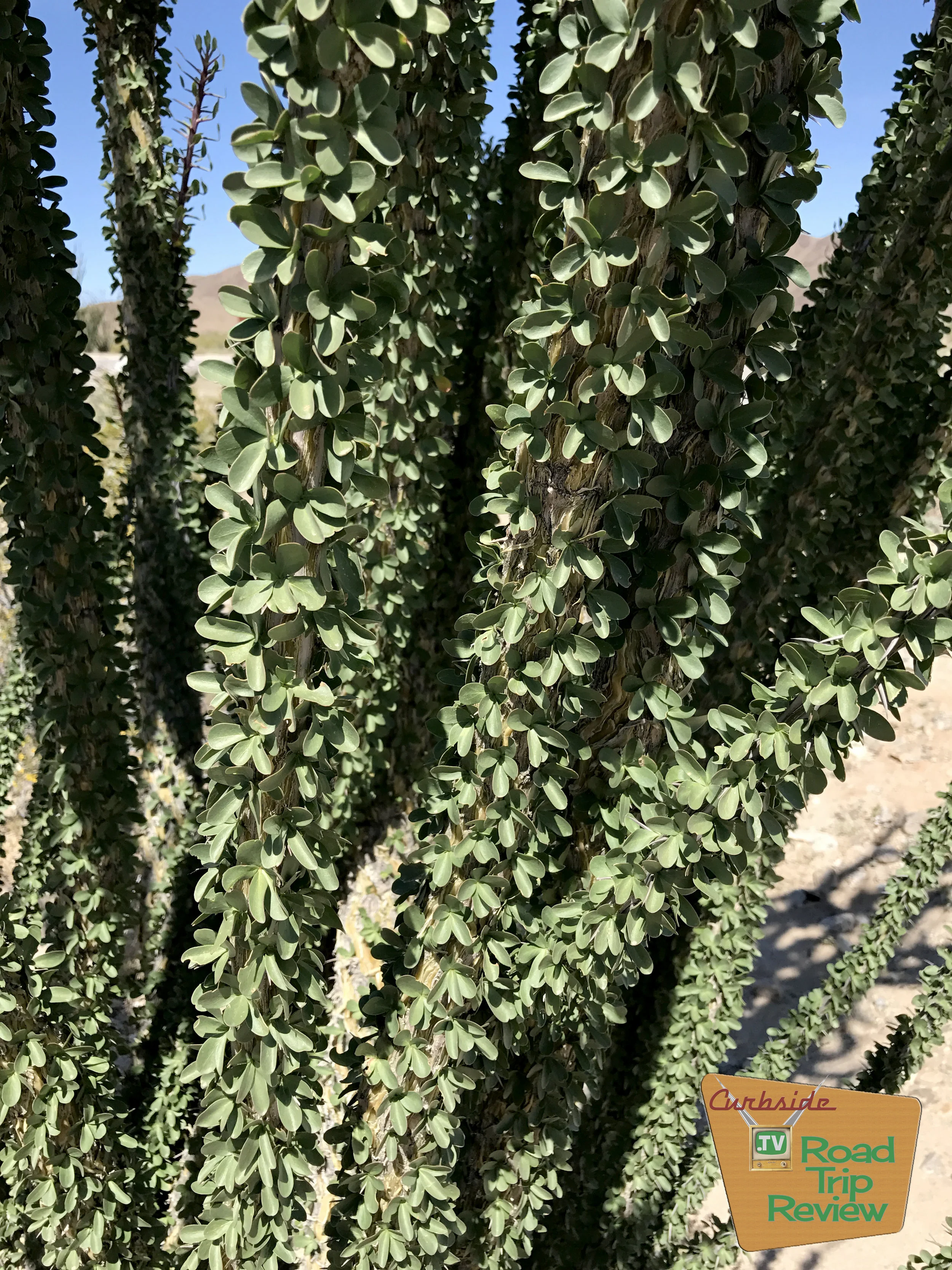 Joshua Tree National Park - 84.jpg