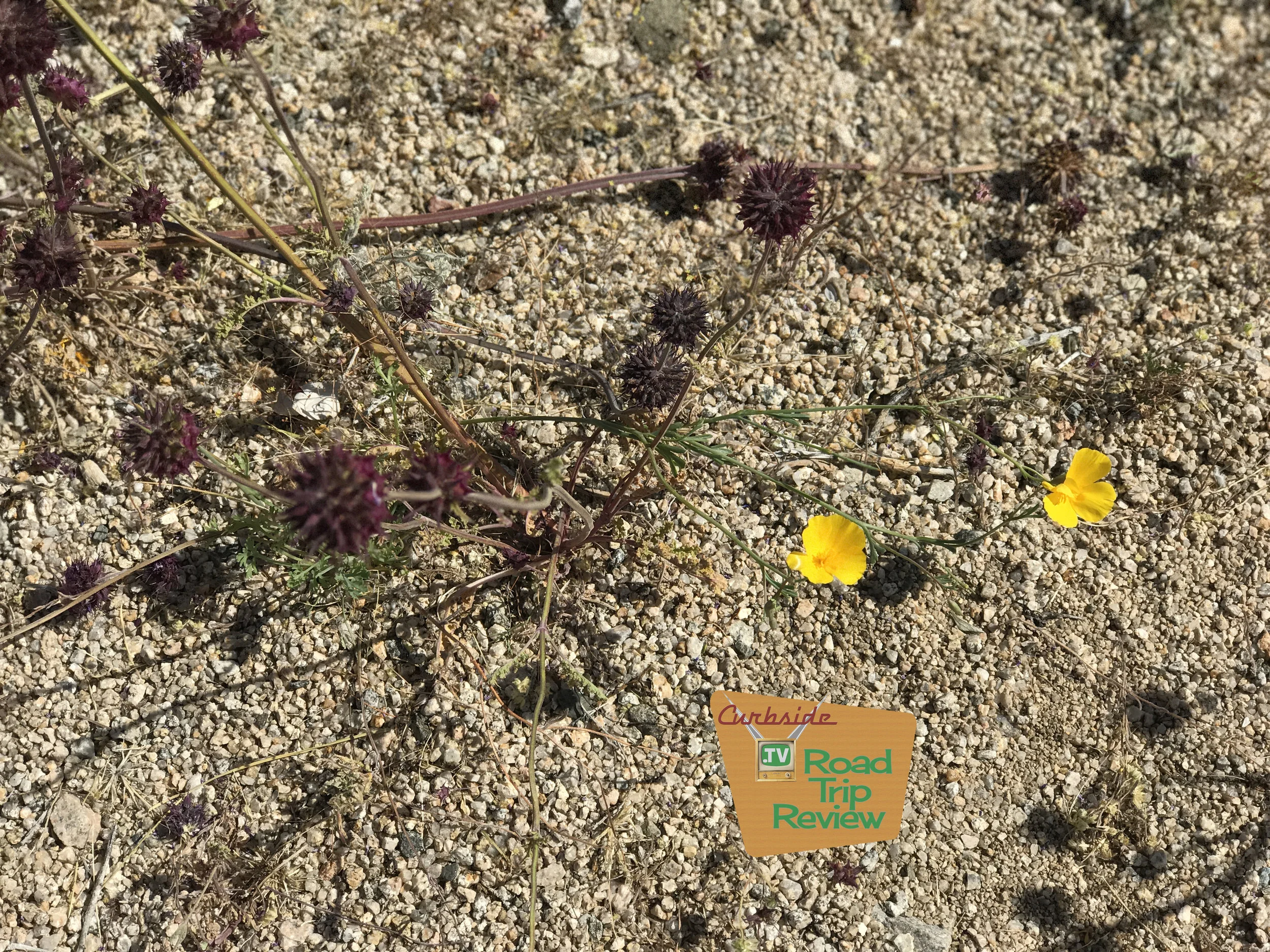 Joshua Tree National Park - 10.jpg