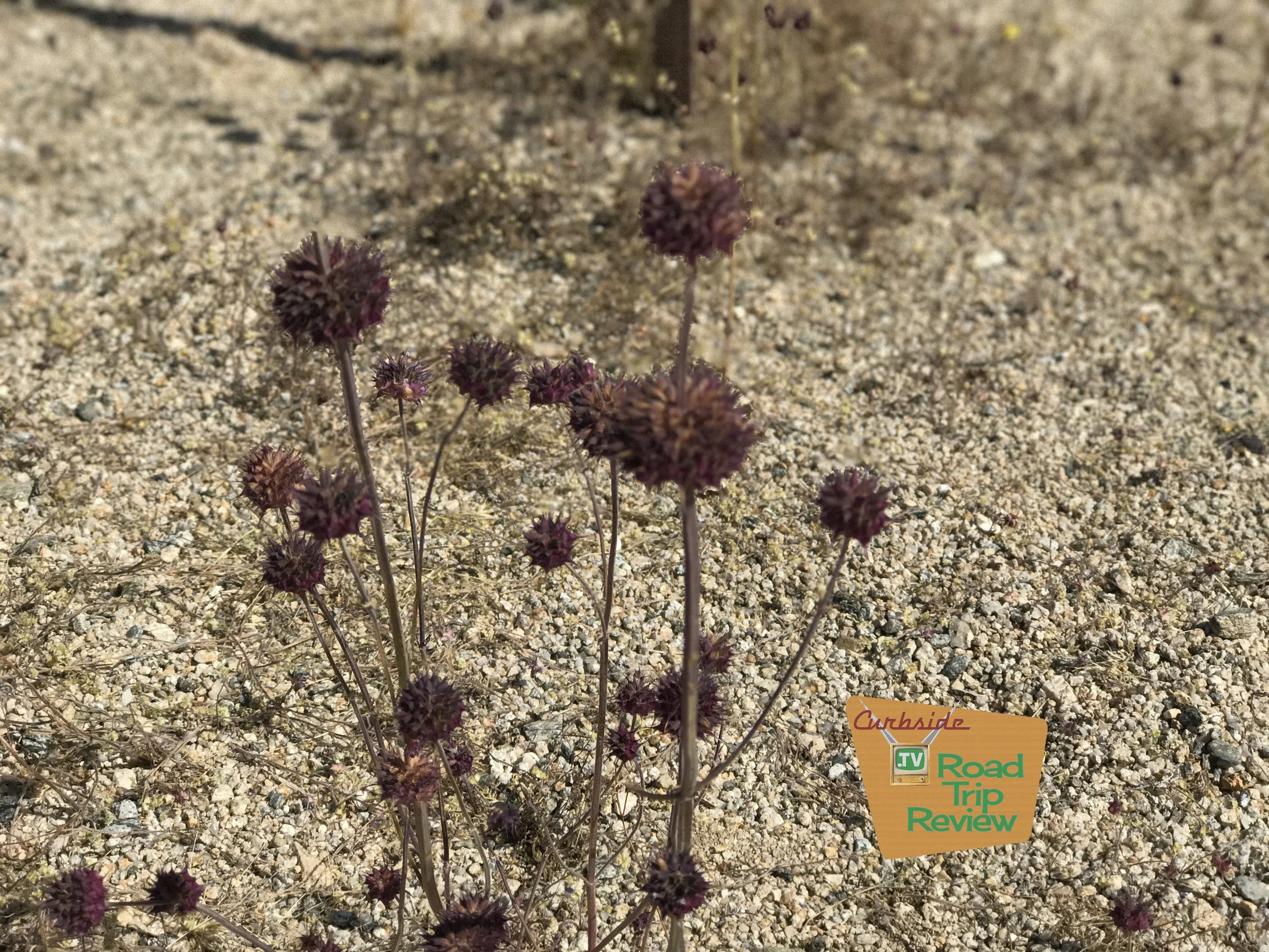 Joshua Tree National Park - 12.jpg