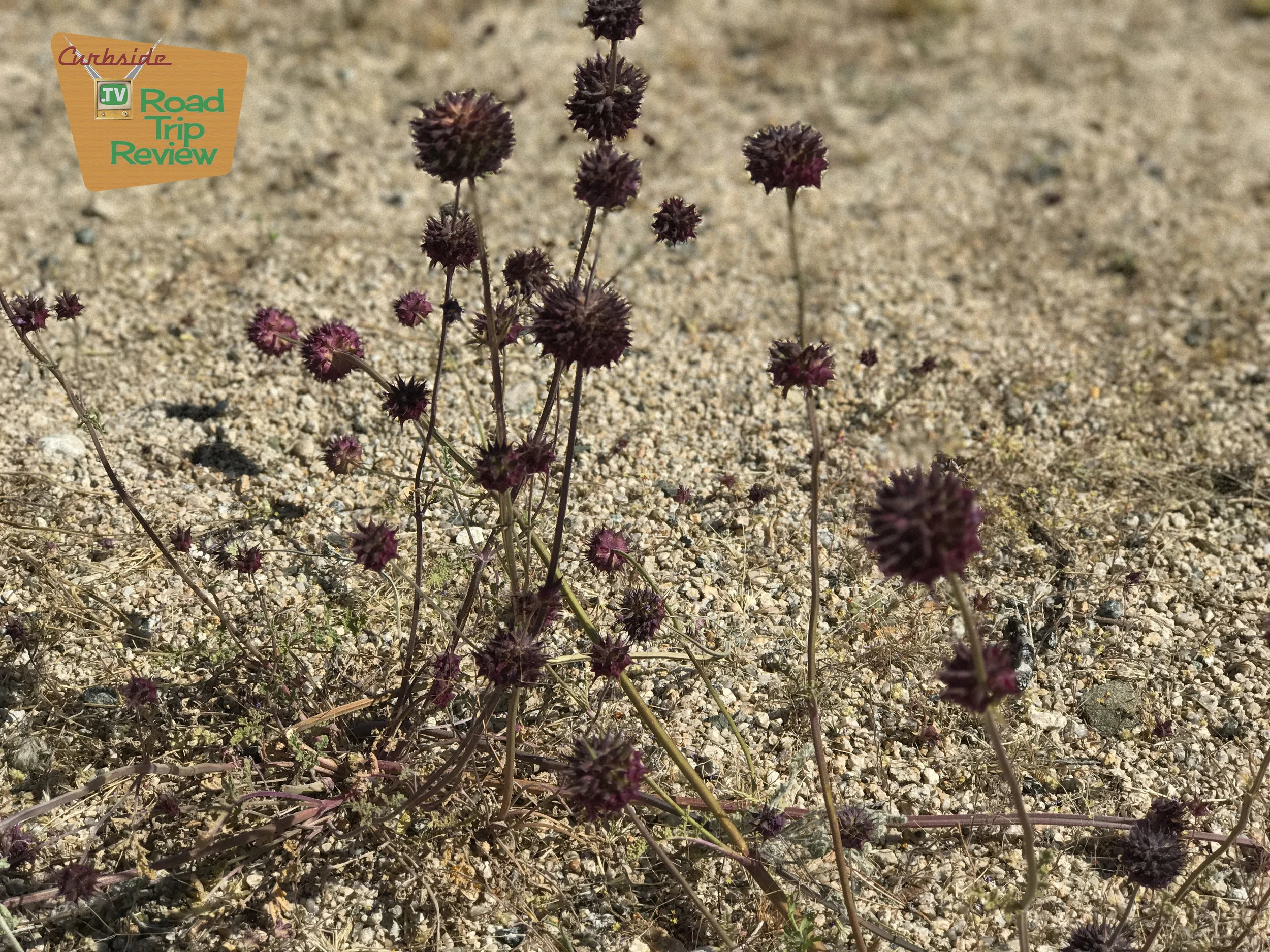 Joshua Tree National Park - 8.jpg