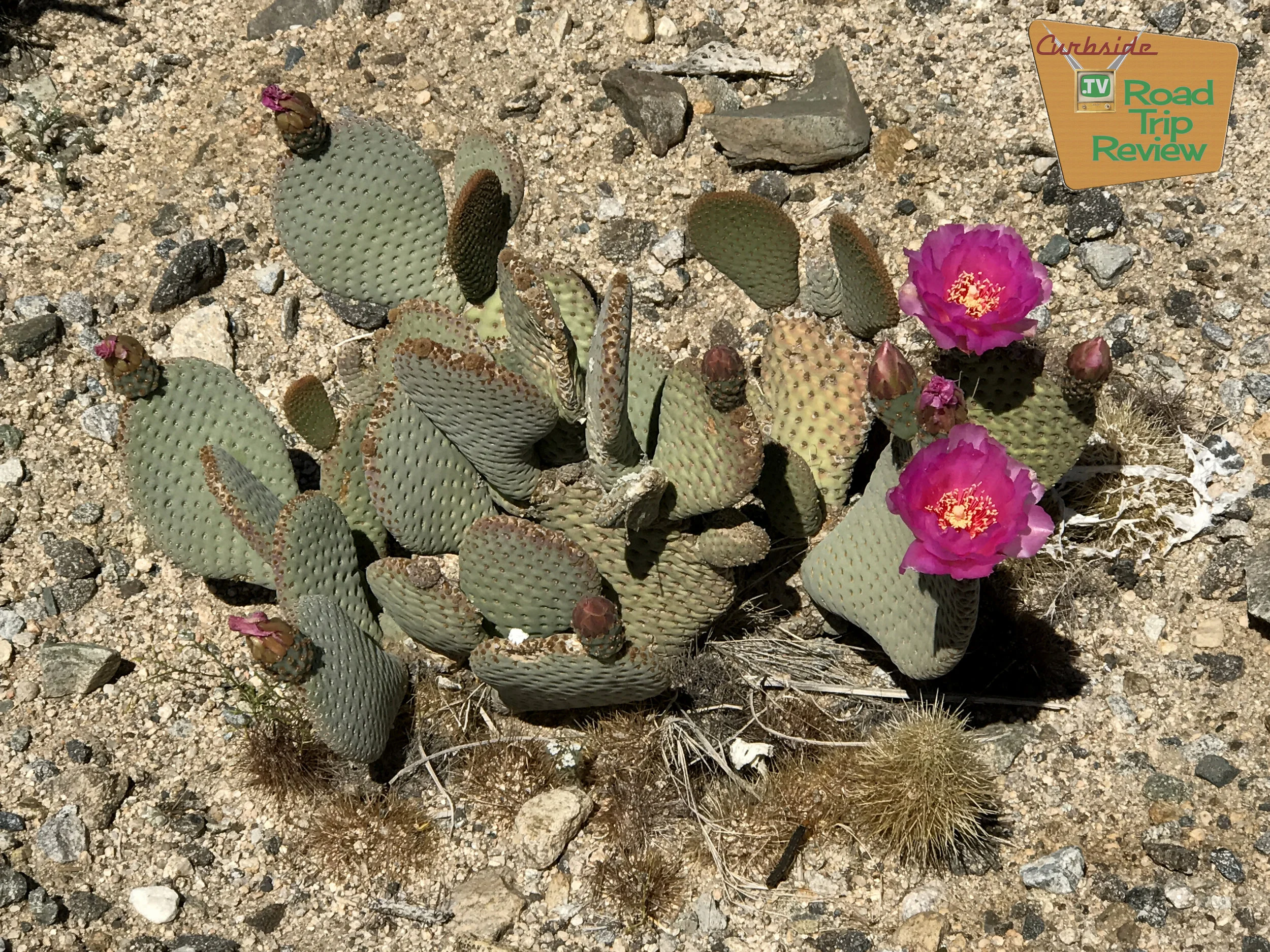 Joshua Tree National Park - 133.jpg