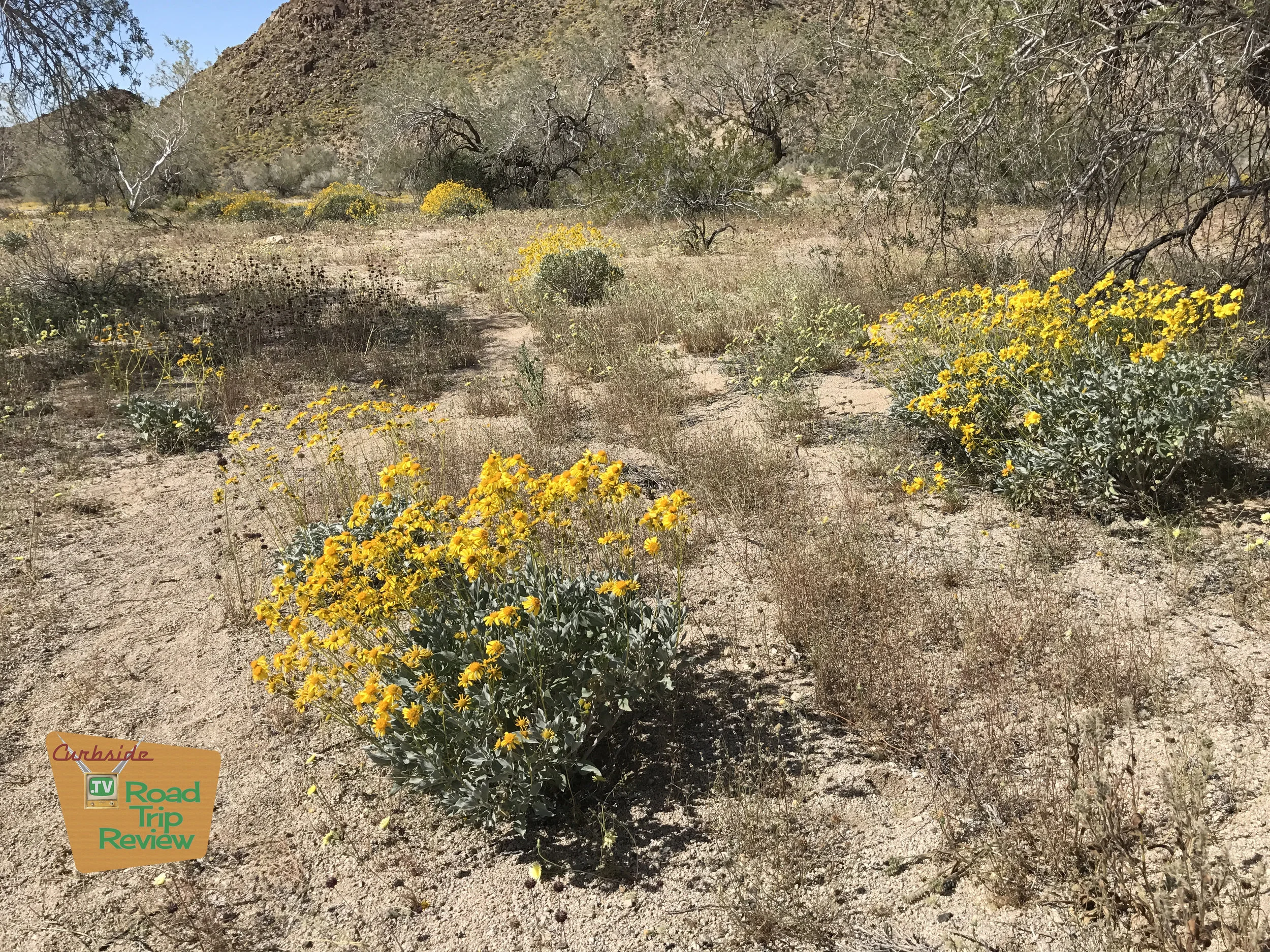 Joshua Tree National Park - 19.jpg