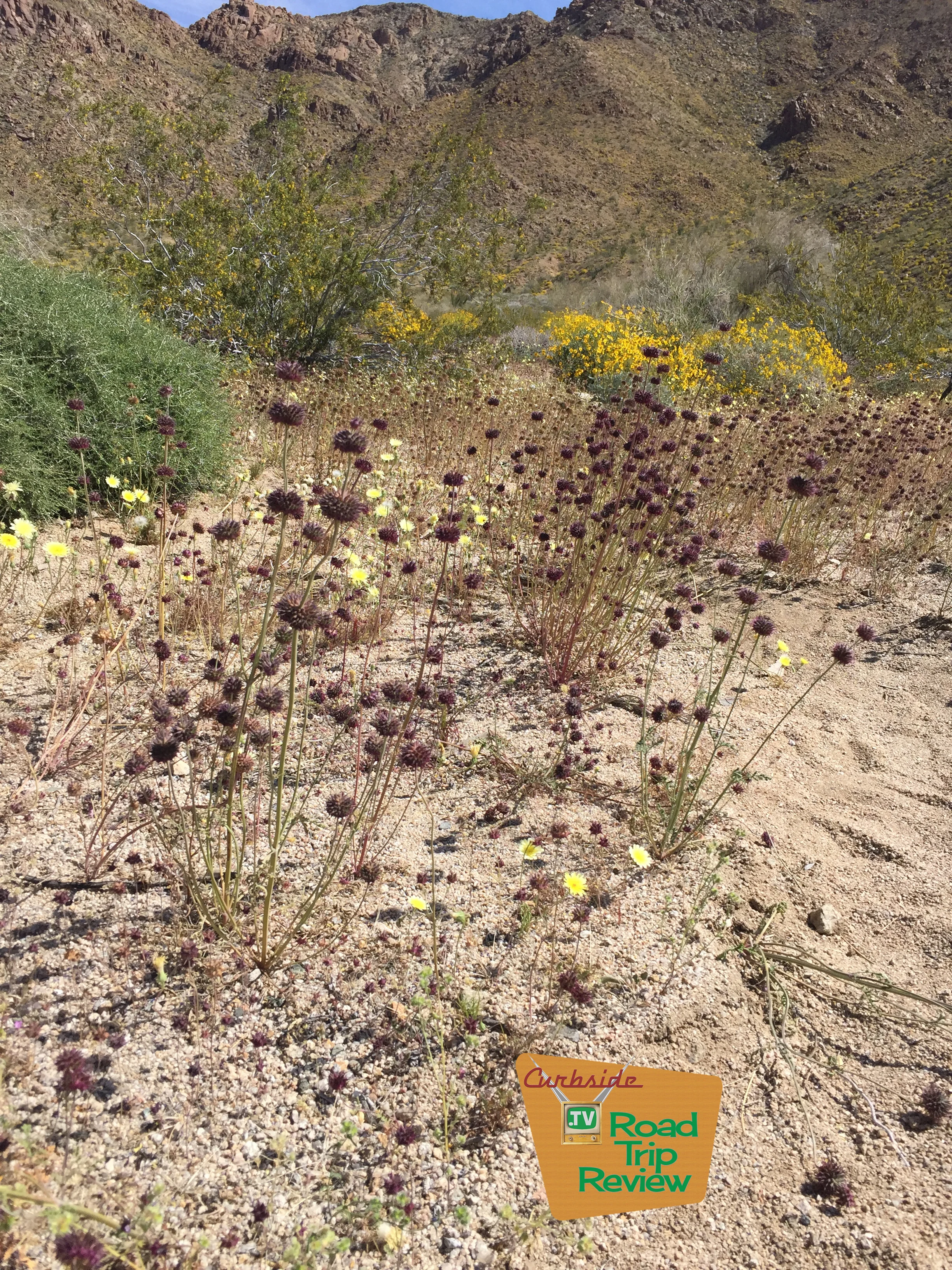Joshua Tree National Park - 21.jpg