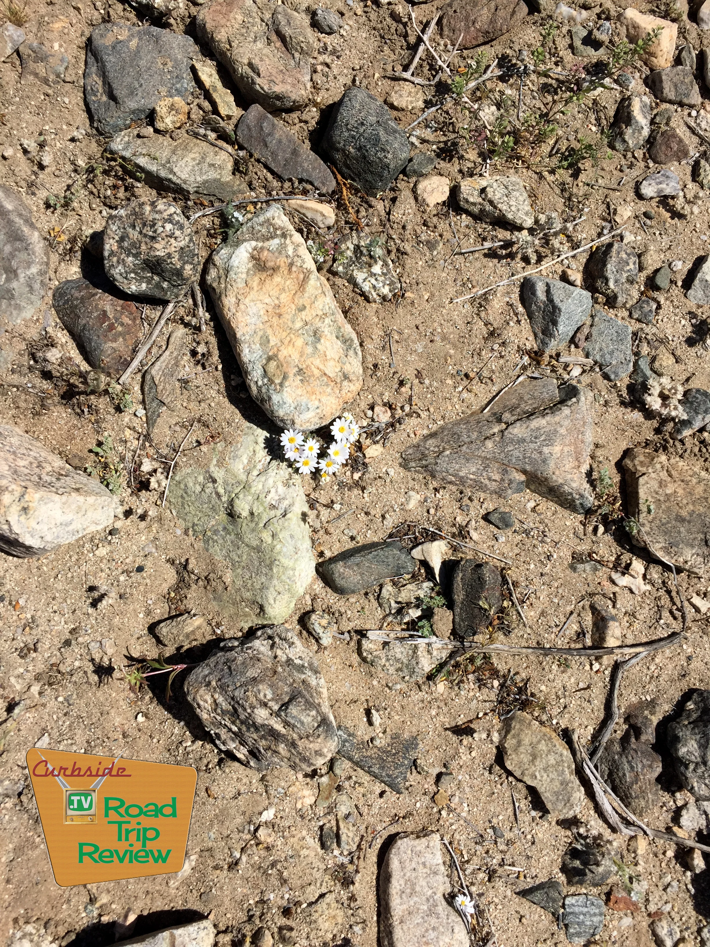 Joshua Tree National Park - 87.jpg