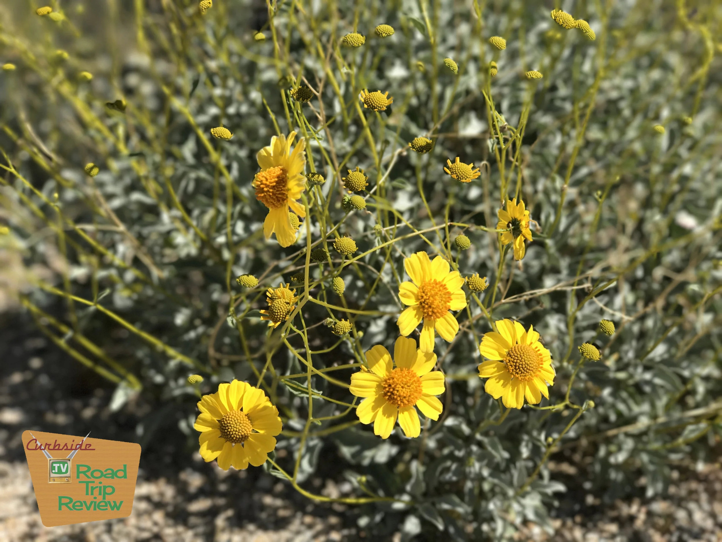 Joshua Tree National Park - 29.jpg