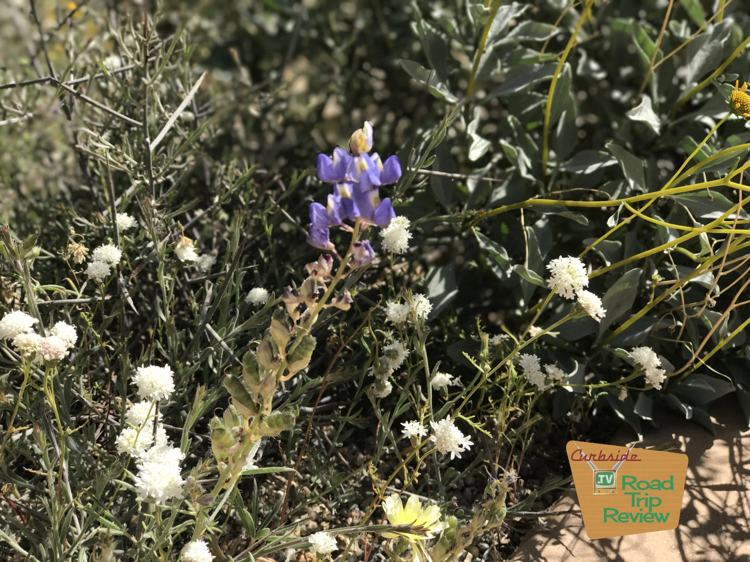Joshua Tree National Park - 31.jpg