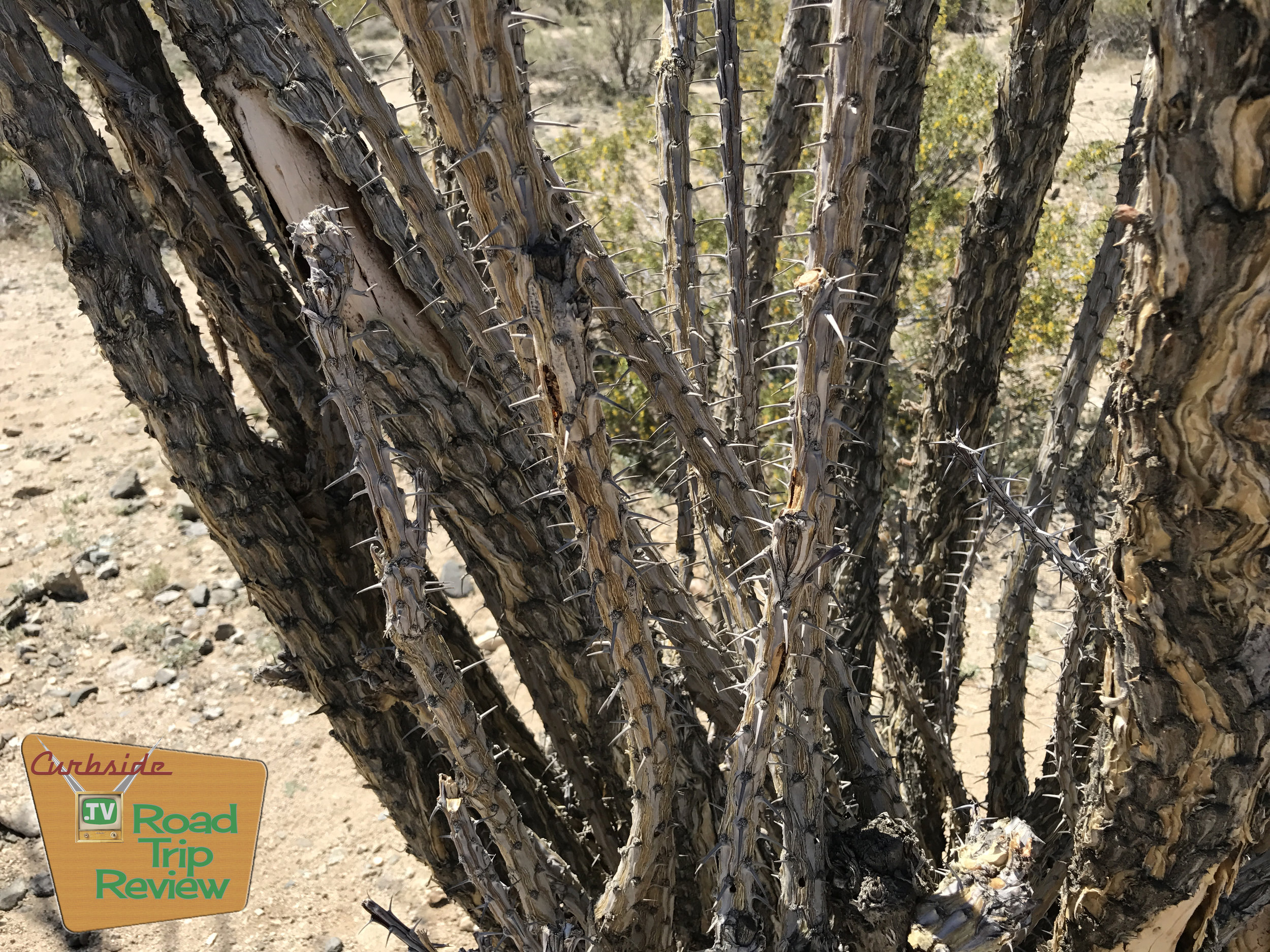 Joshua Tree National Park - 99.jpg