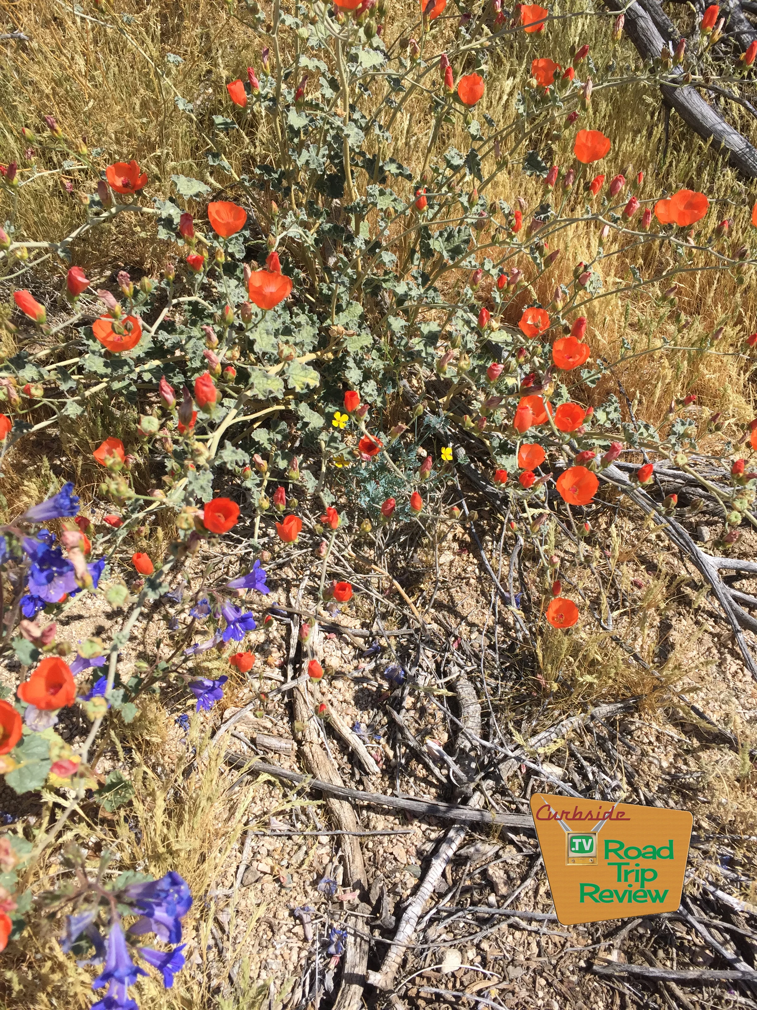 Joshua Tree National Park - 44.jpg