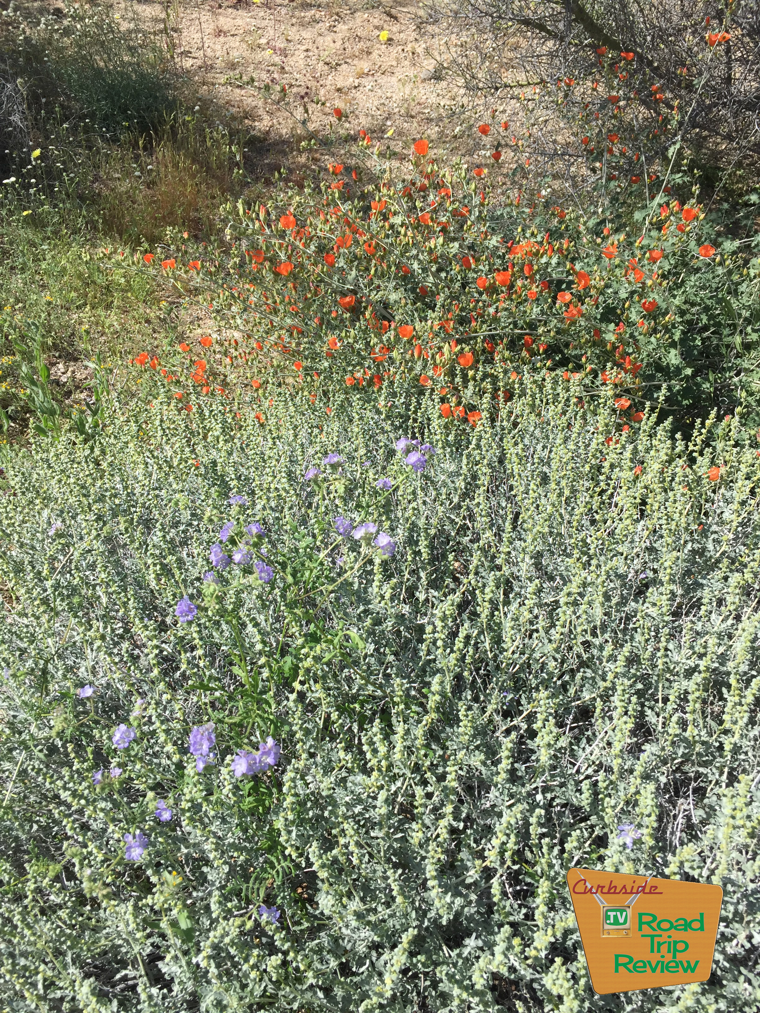 Joshua Tree National Park - 39.jpg