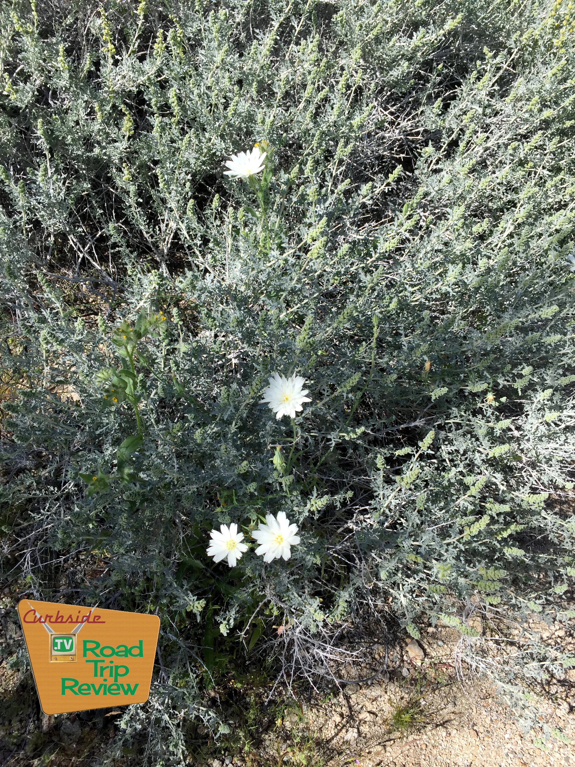 Joshua Tree National Park - 38.jpg