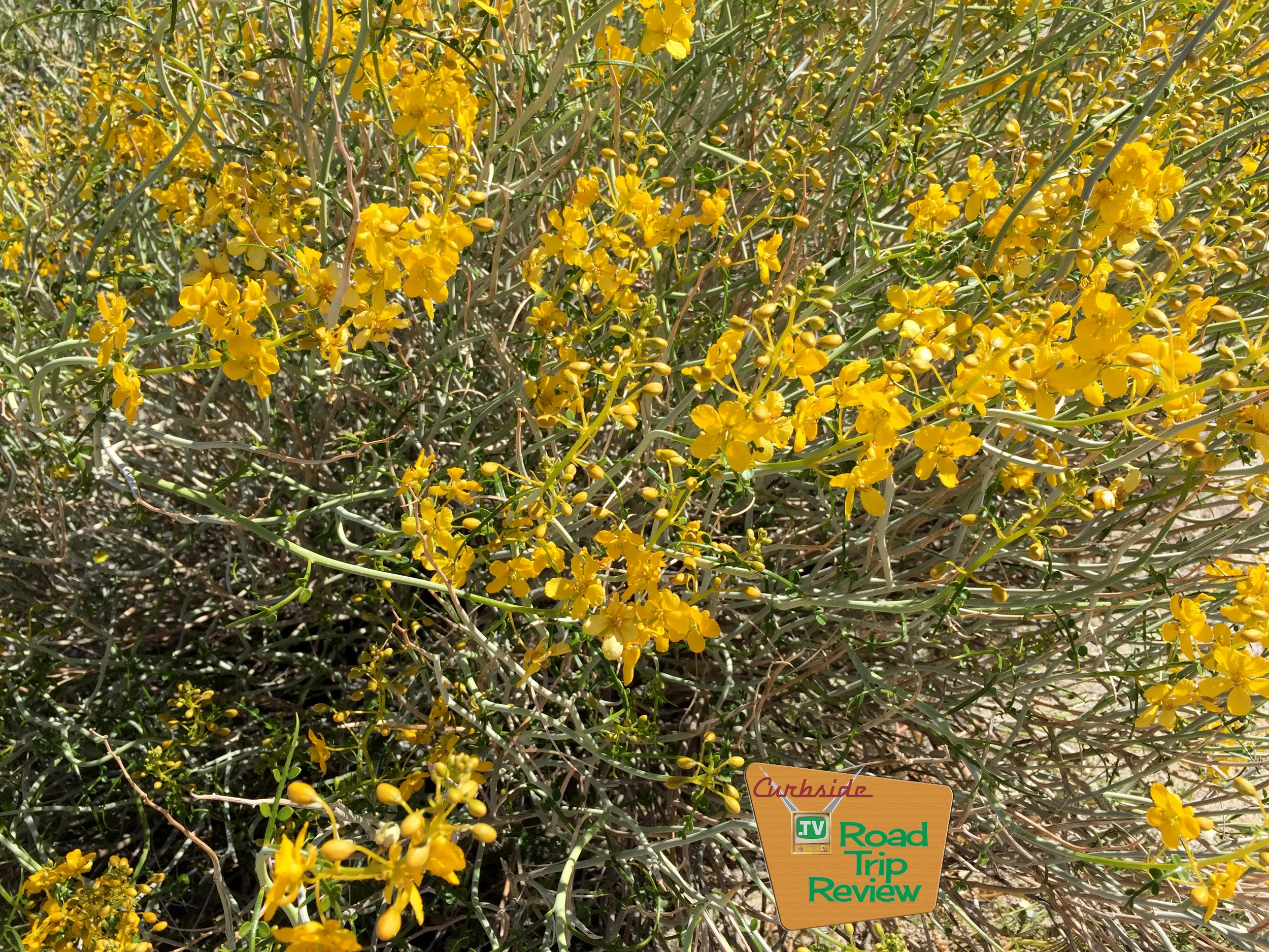 Joshua Tree National Park - 74.jpg