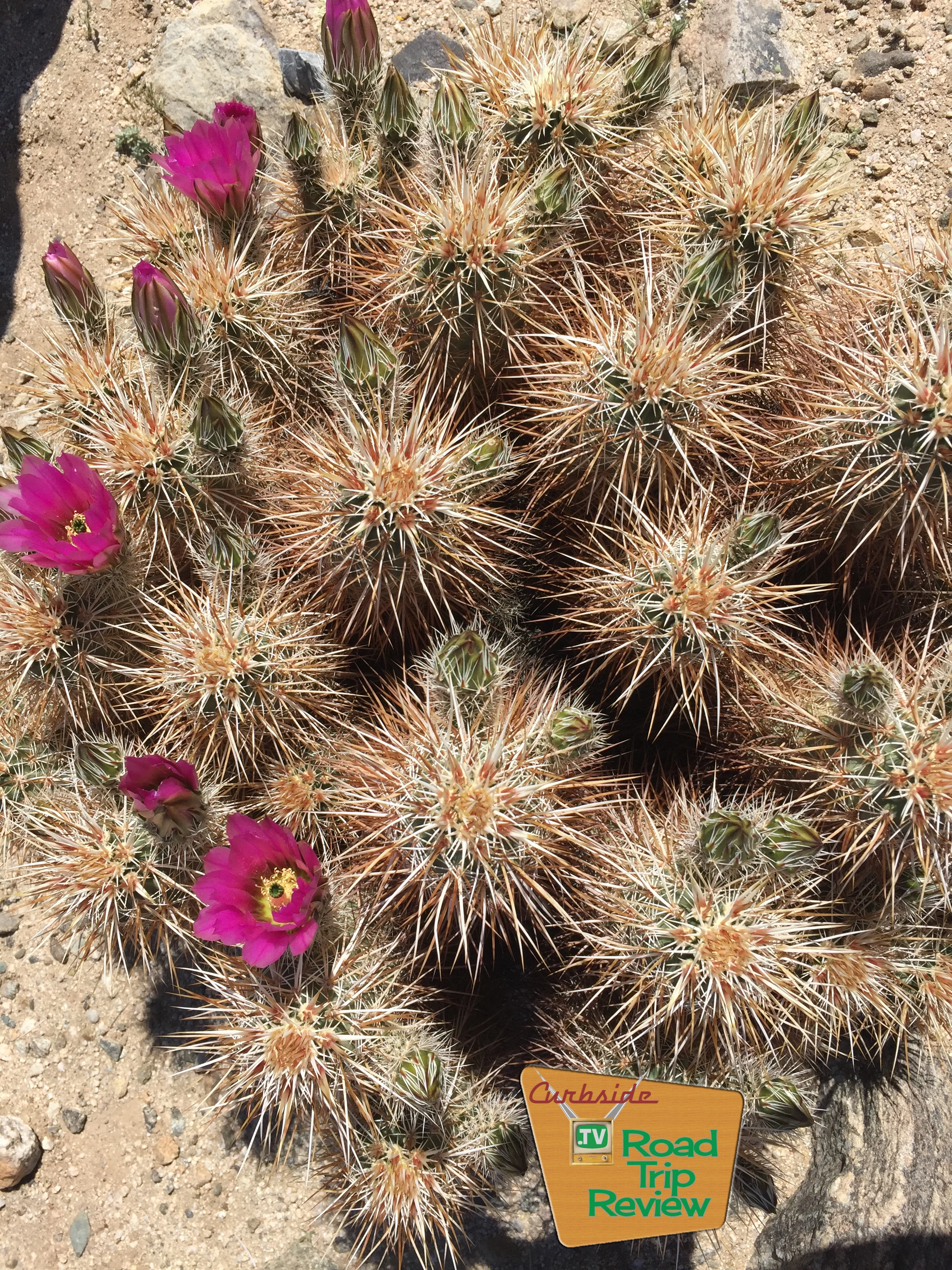 Joshua Tree National Park - 110.jpg