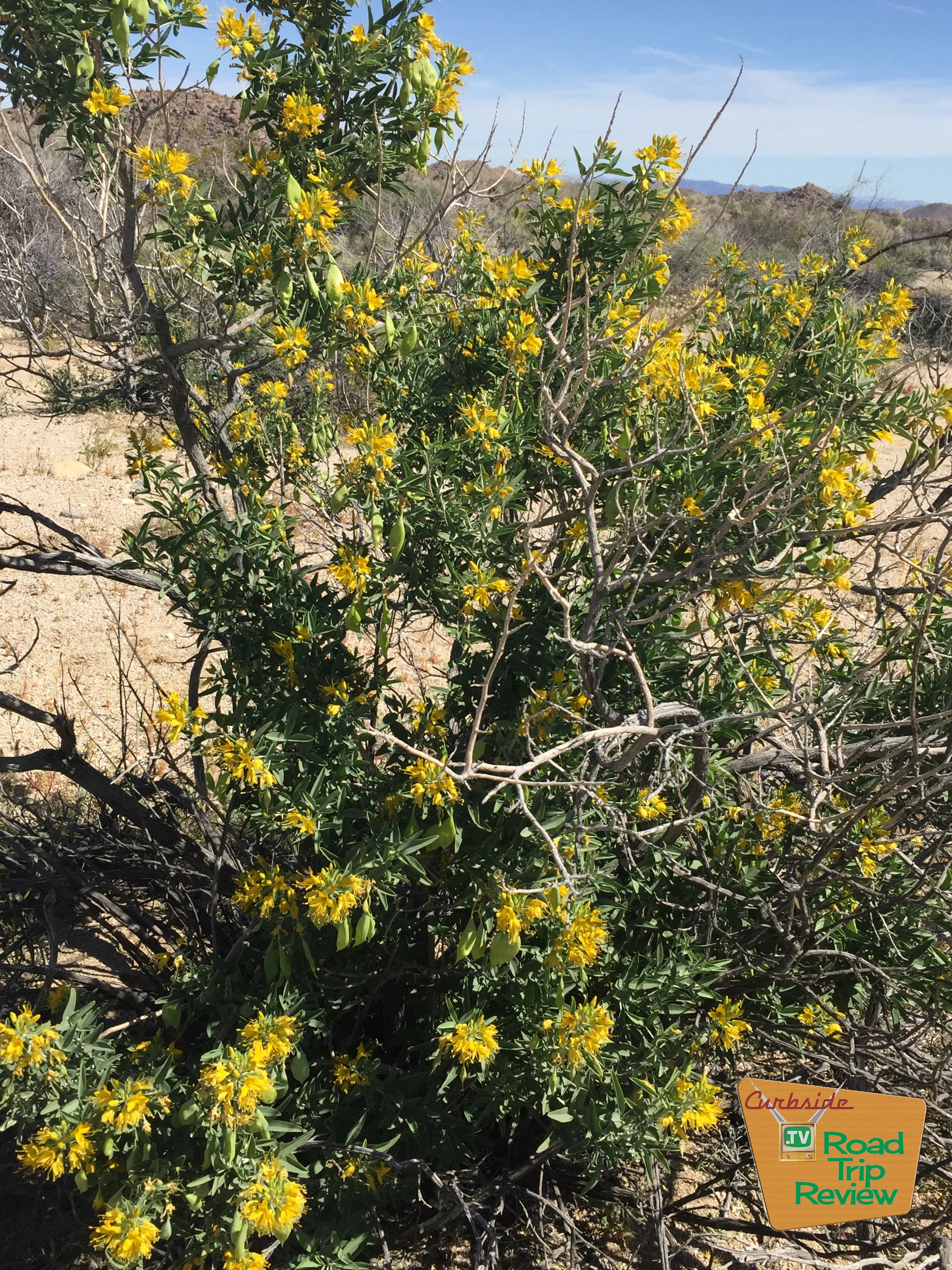 Joshua Tree National Park - 46.jpg