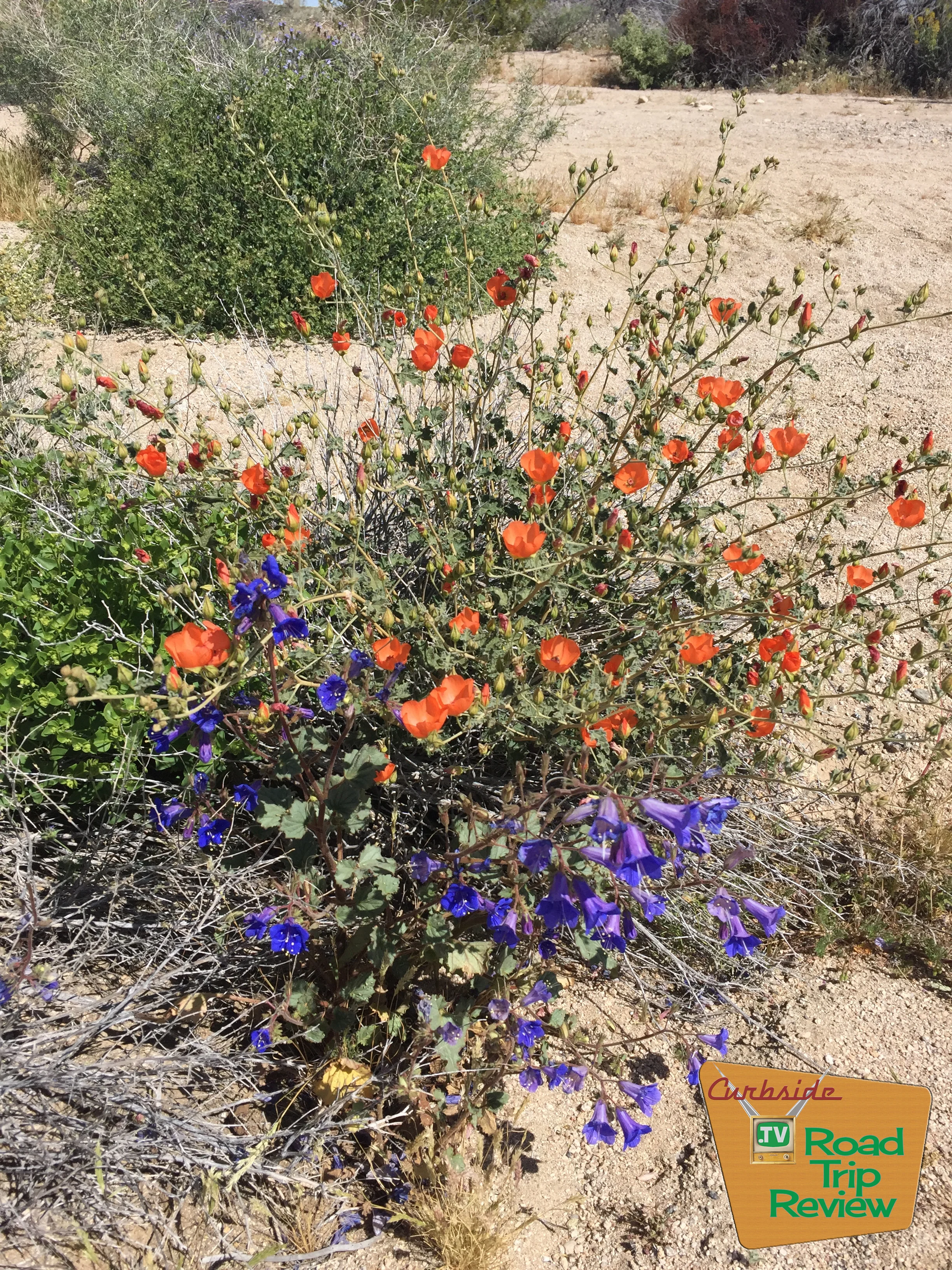 Joshua Tree National Park - 55.jpg