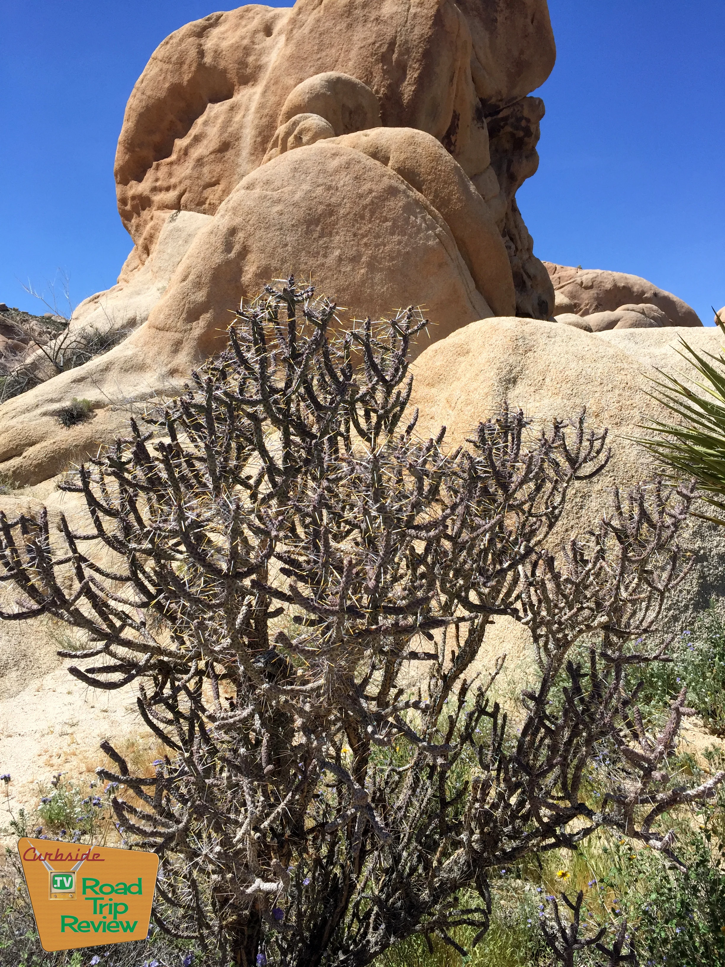 Joshua Tree National Park - 167.jpg