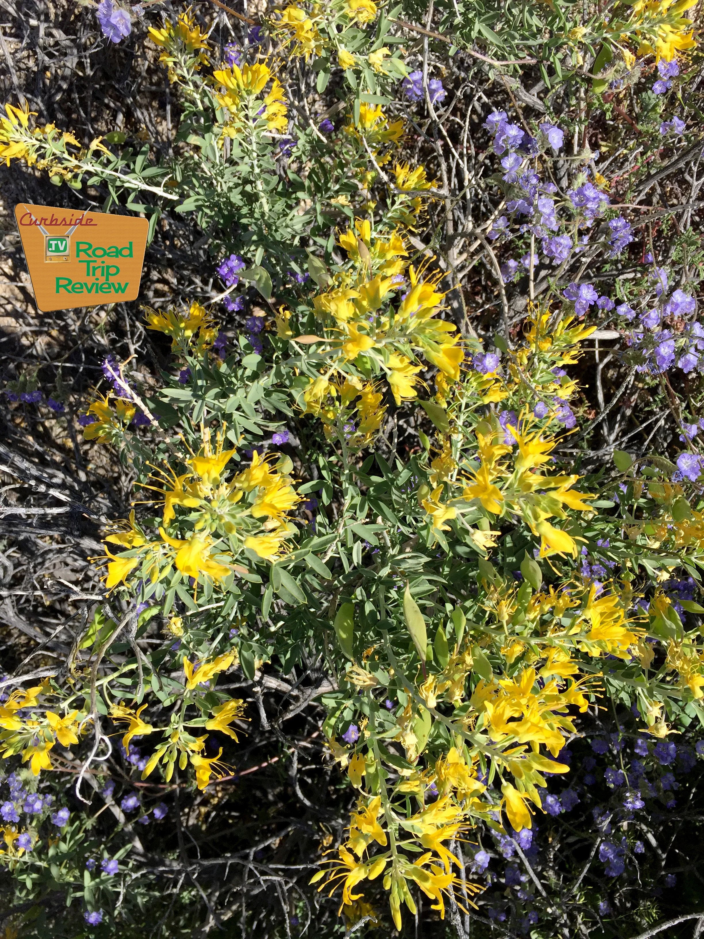 Joshua Tree National Park - 56.jpg