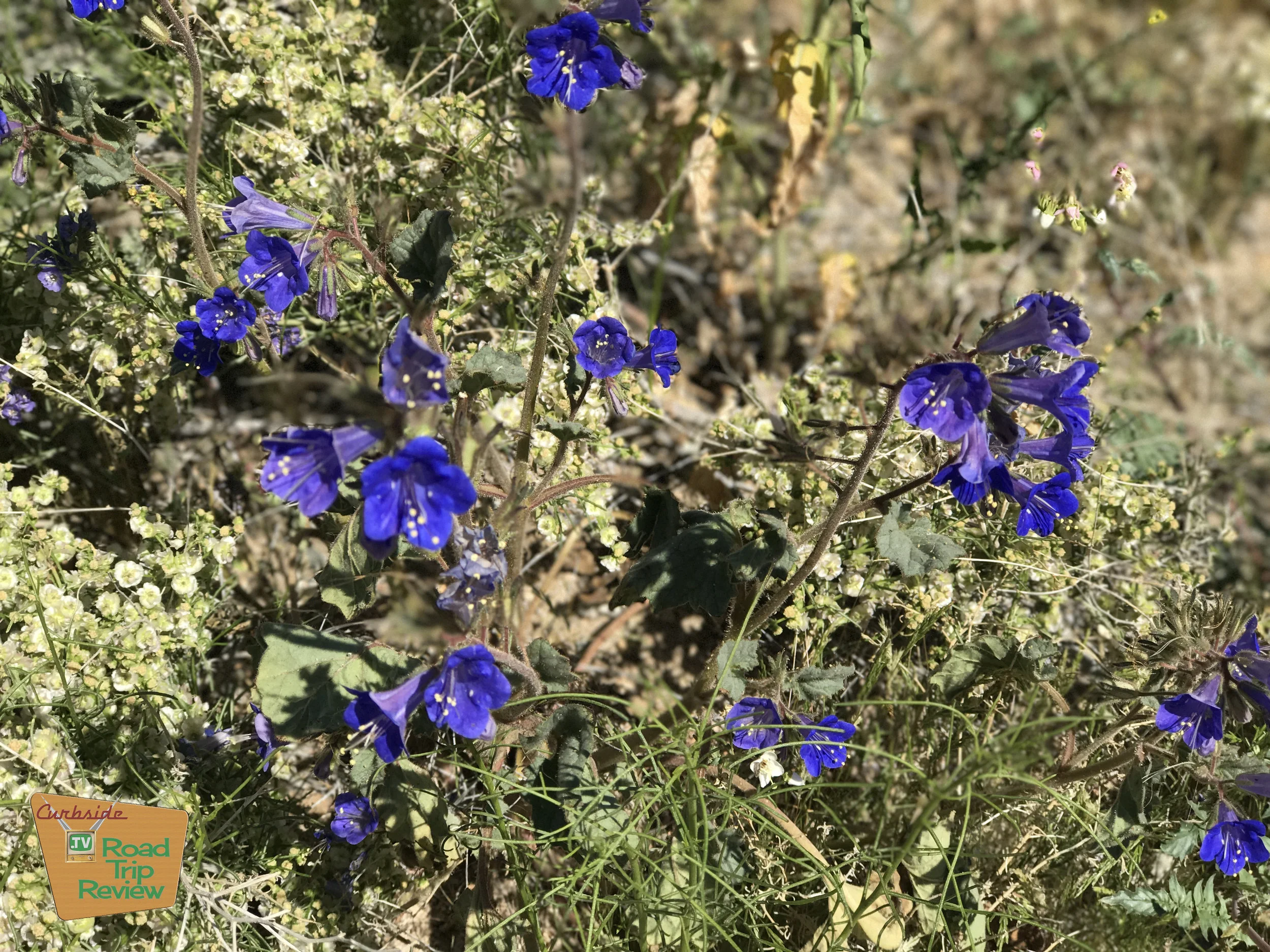 Joshua Tree National Park - 61.jpg