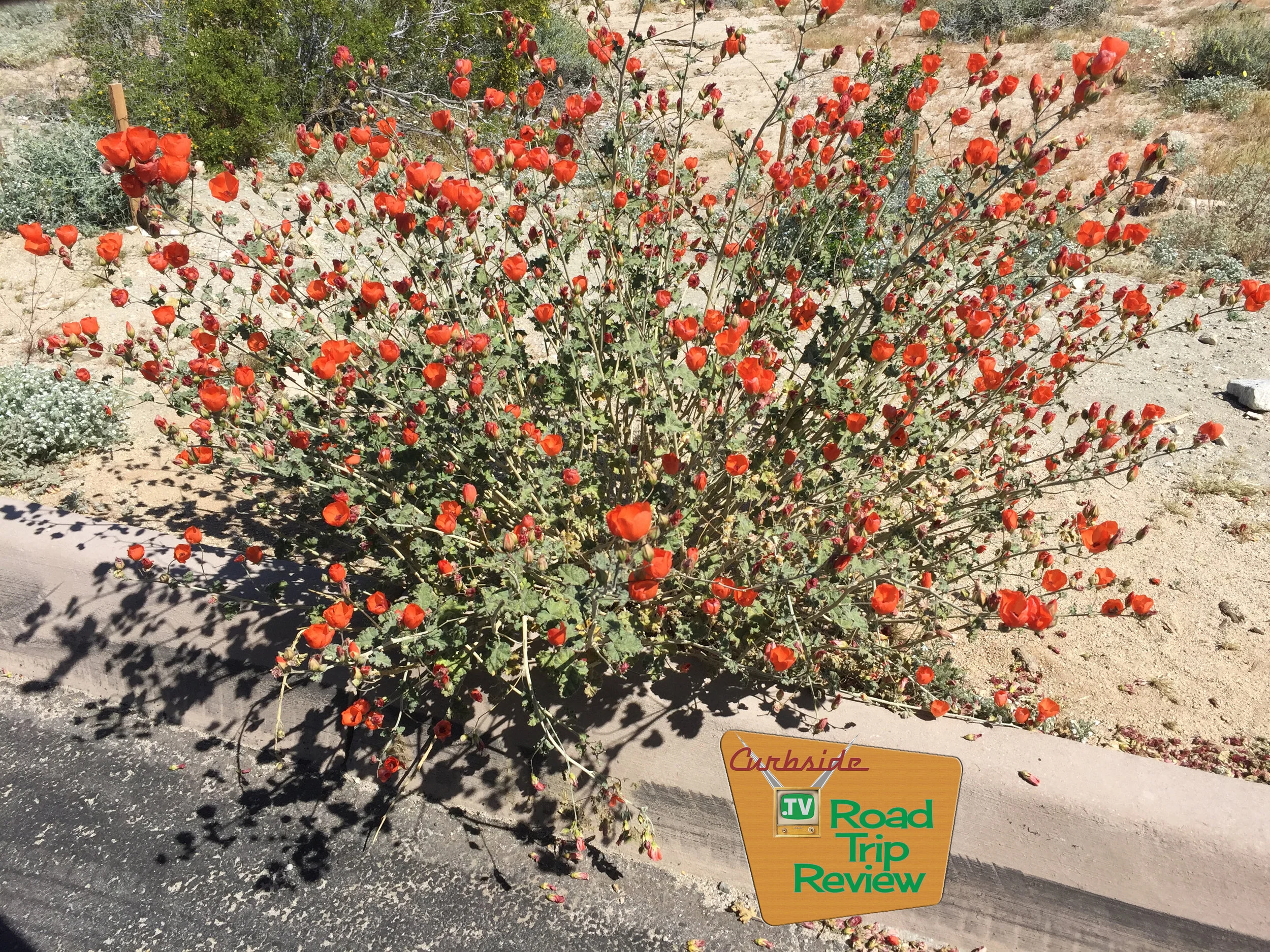 Joshua Tree National Park - 71.jpg