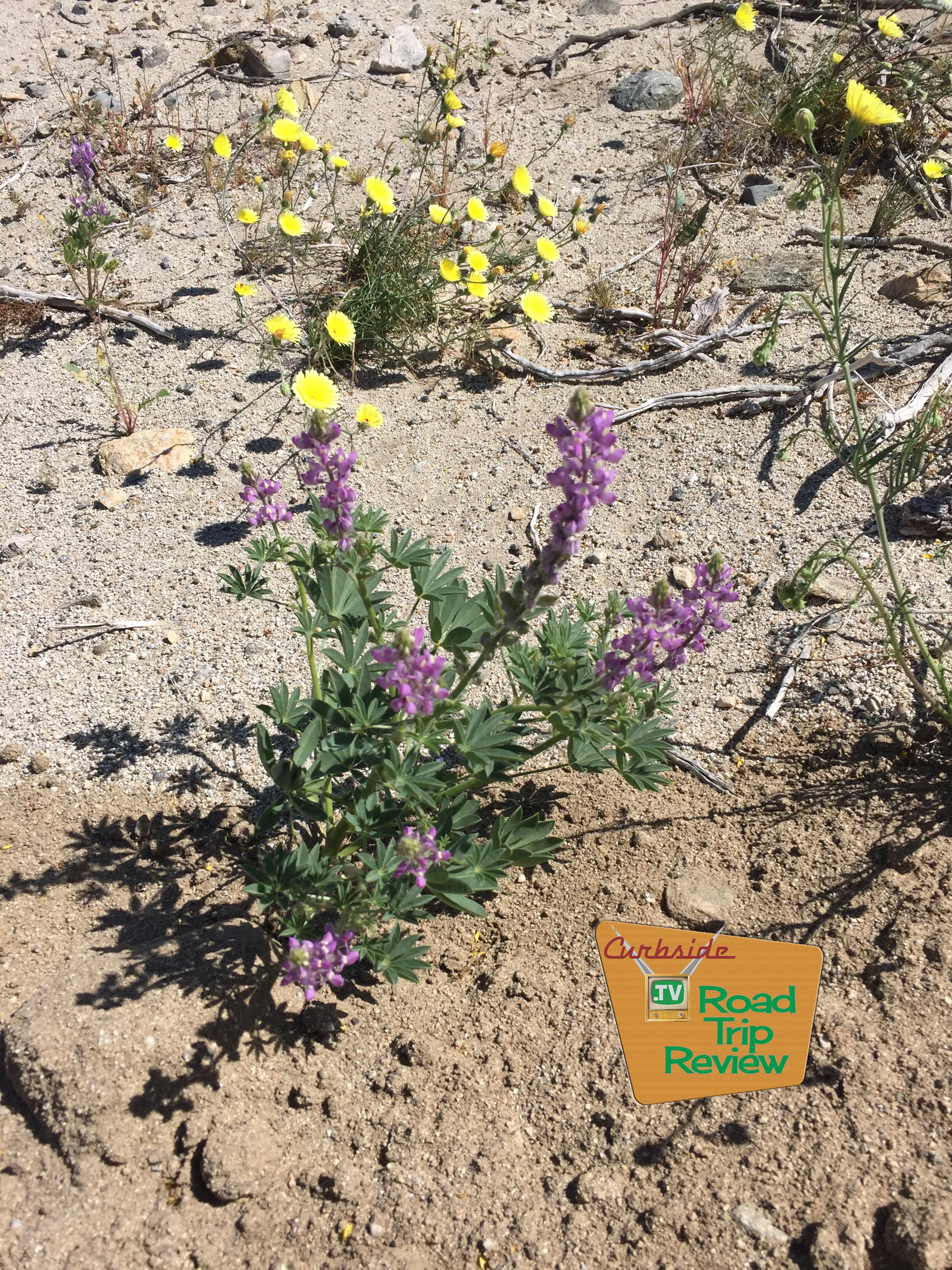 Joshua Tree National Park - 72.jpg