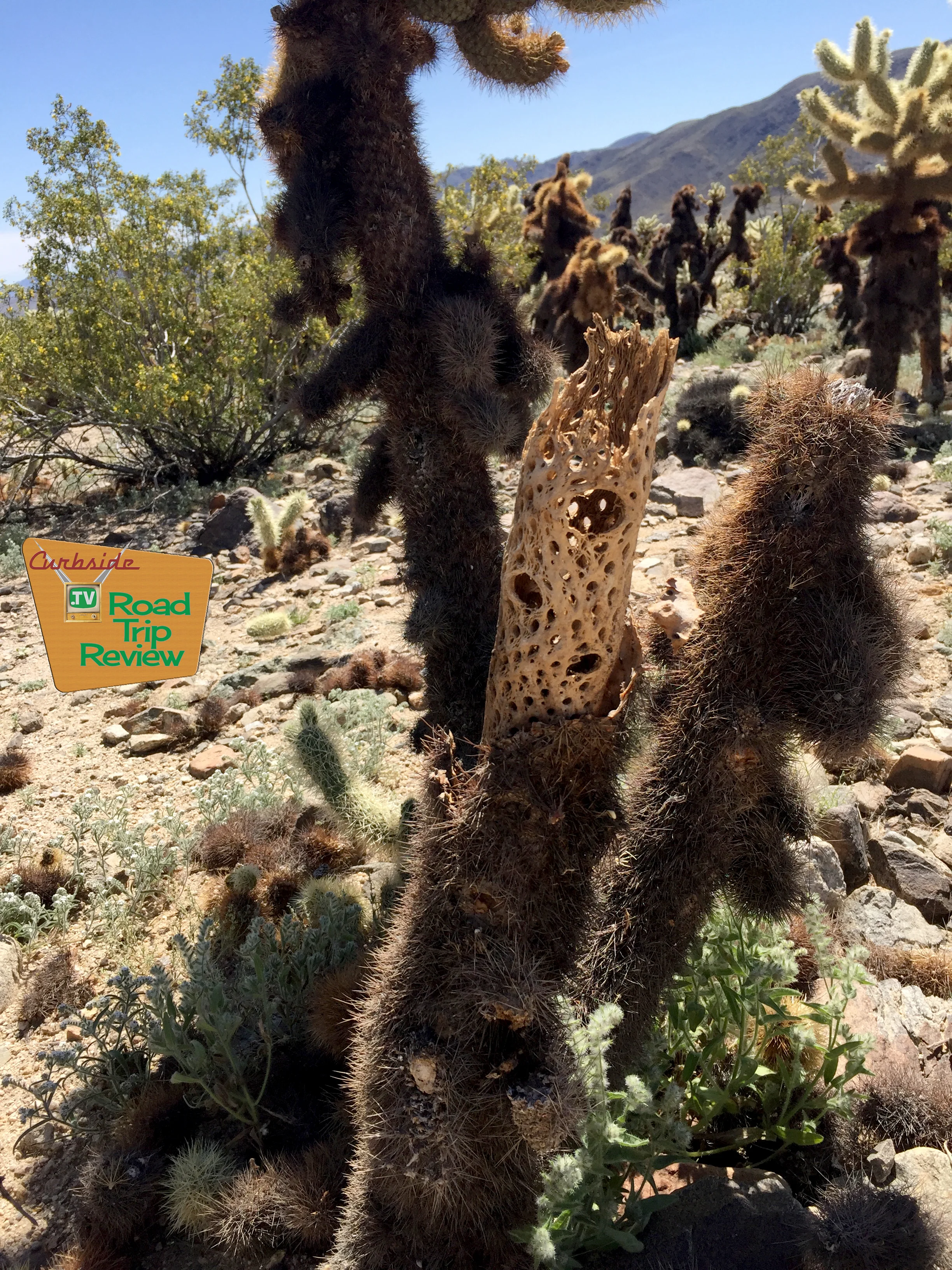 Joshua Tree National Park - 128.jpg