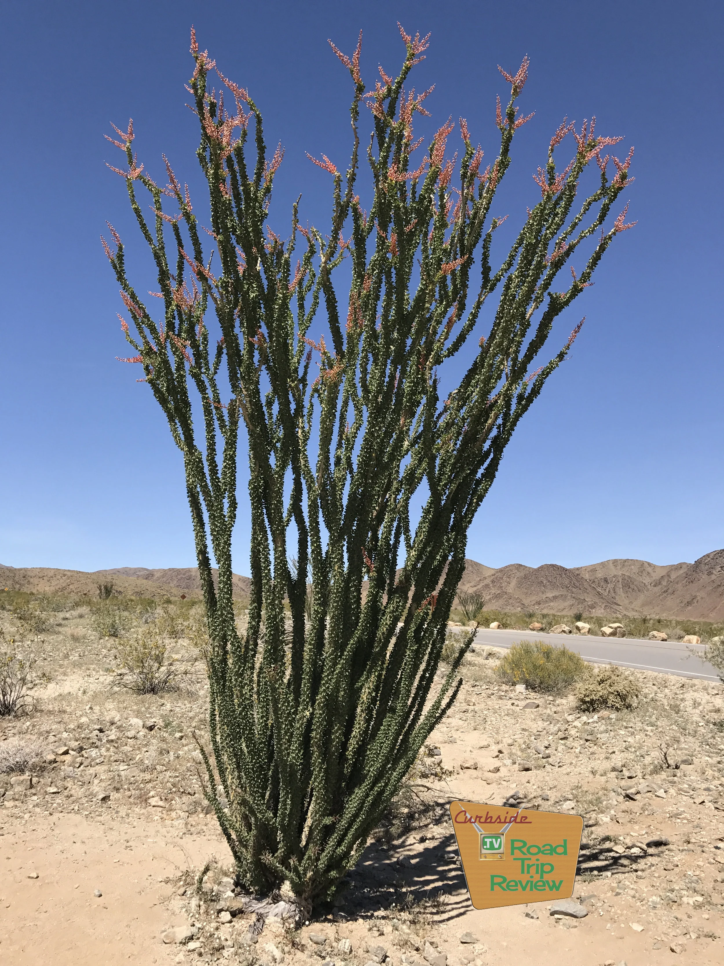 Joshua Tree National Park - 82.jpg