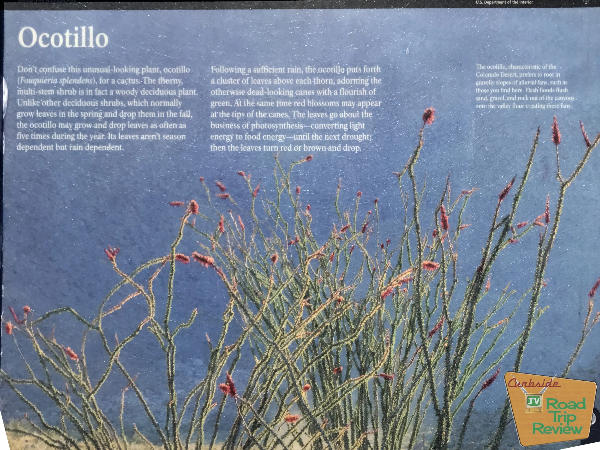 Joshua Tree National Park - 101.jpg