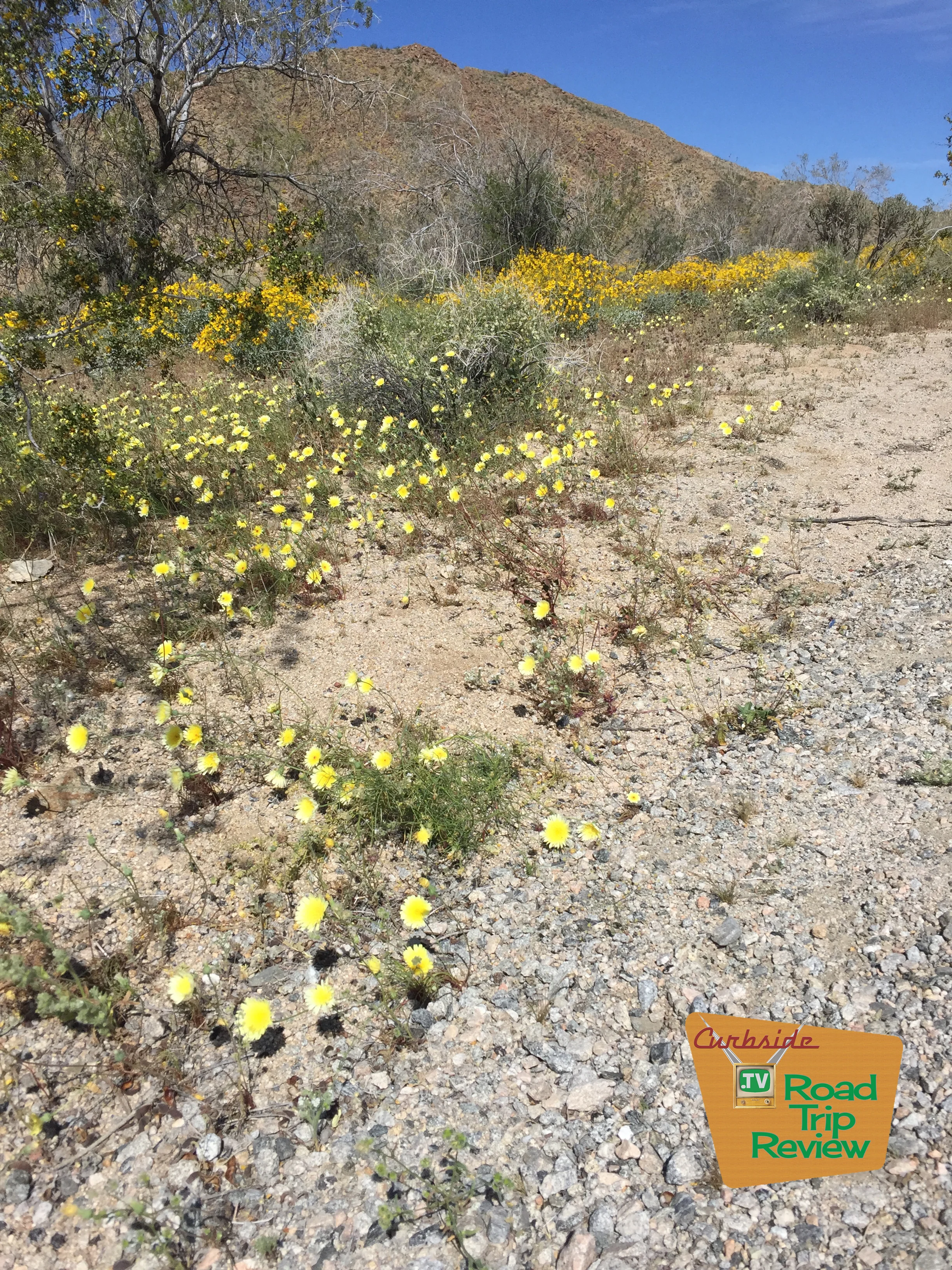 Joshua Tree National Park - 13.jpg