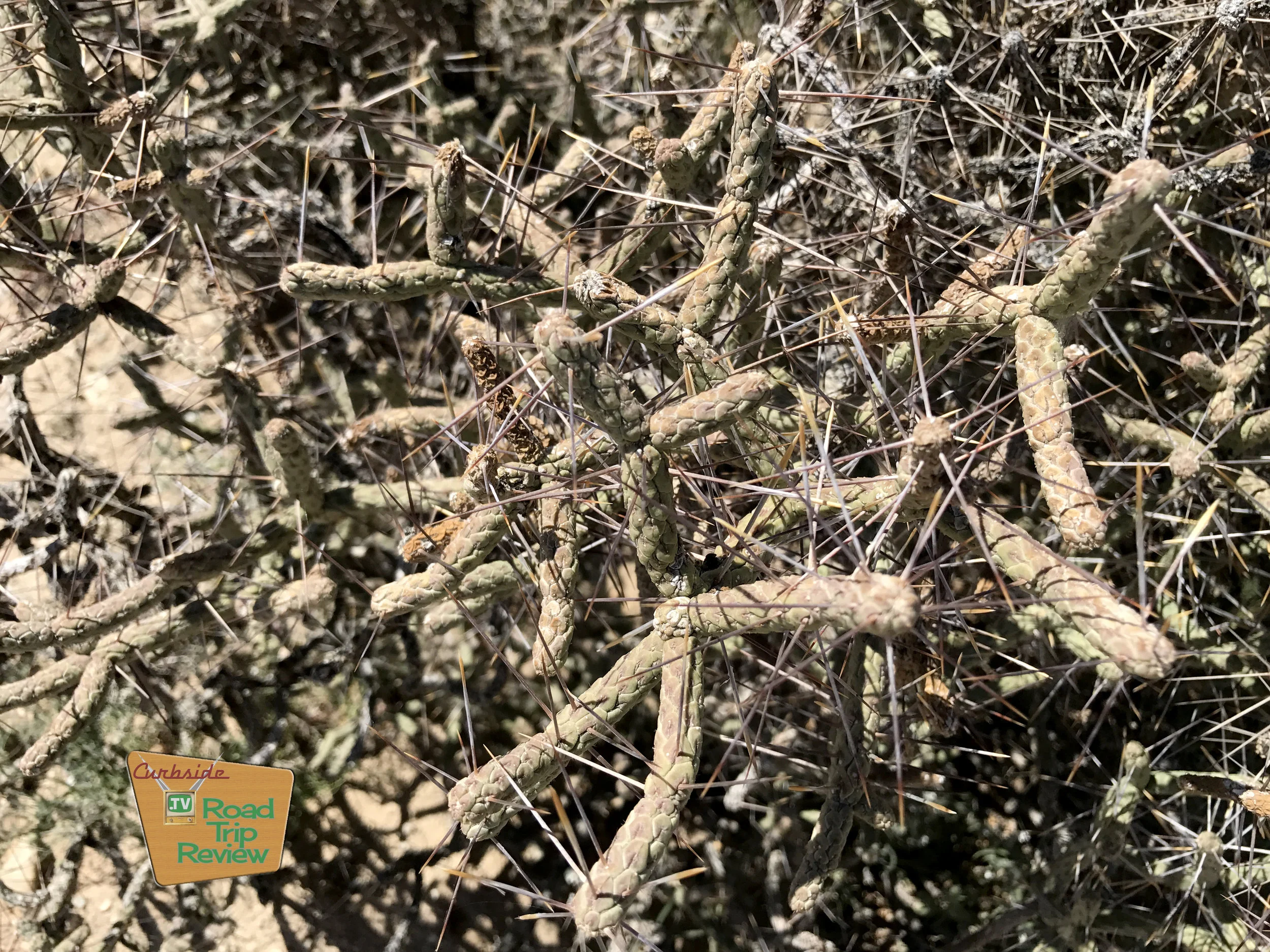 Joshua Tree National Park - 93.jpg