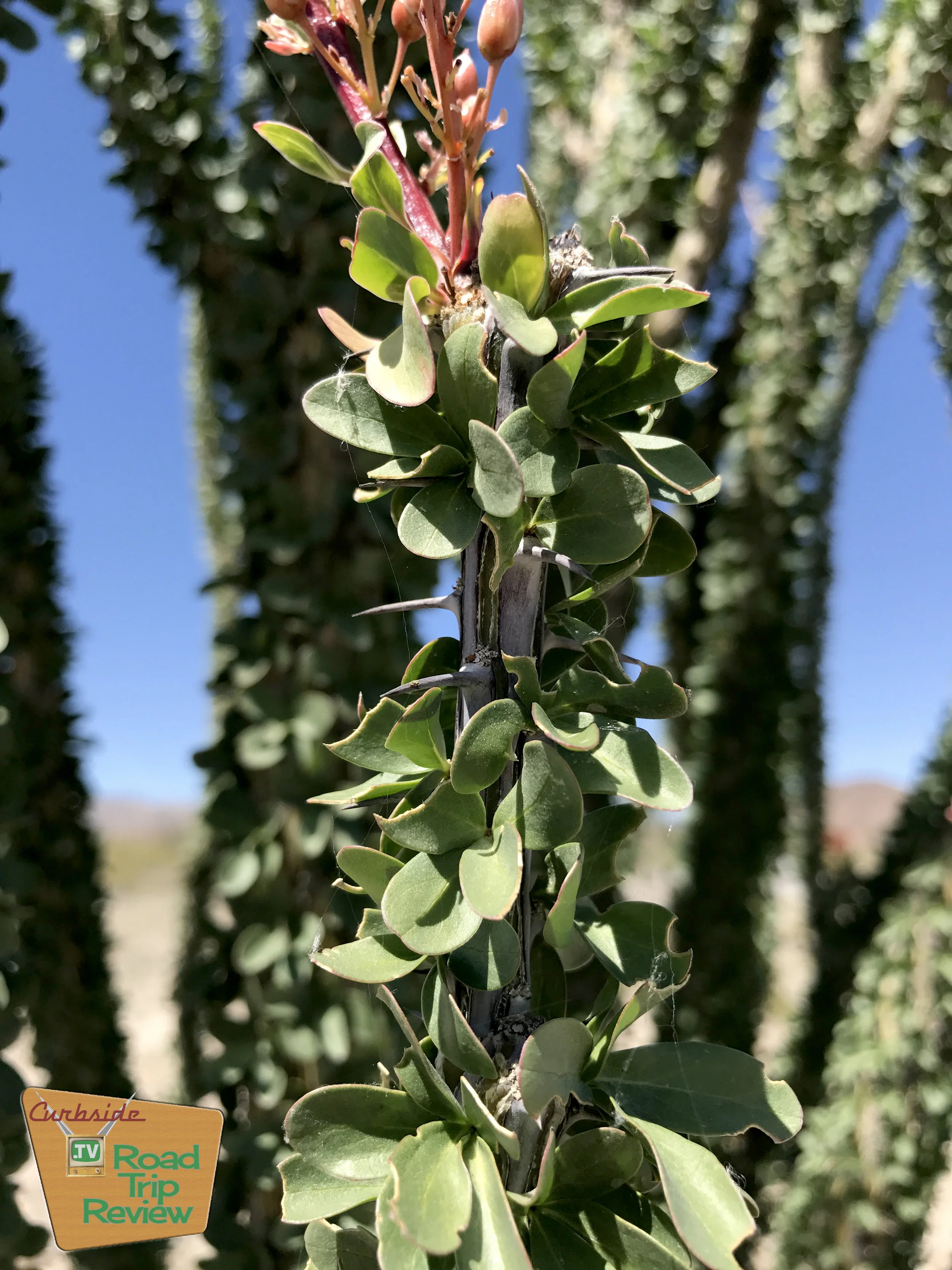 Joshua Tree National Park - 89.jpg