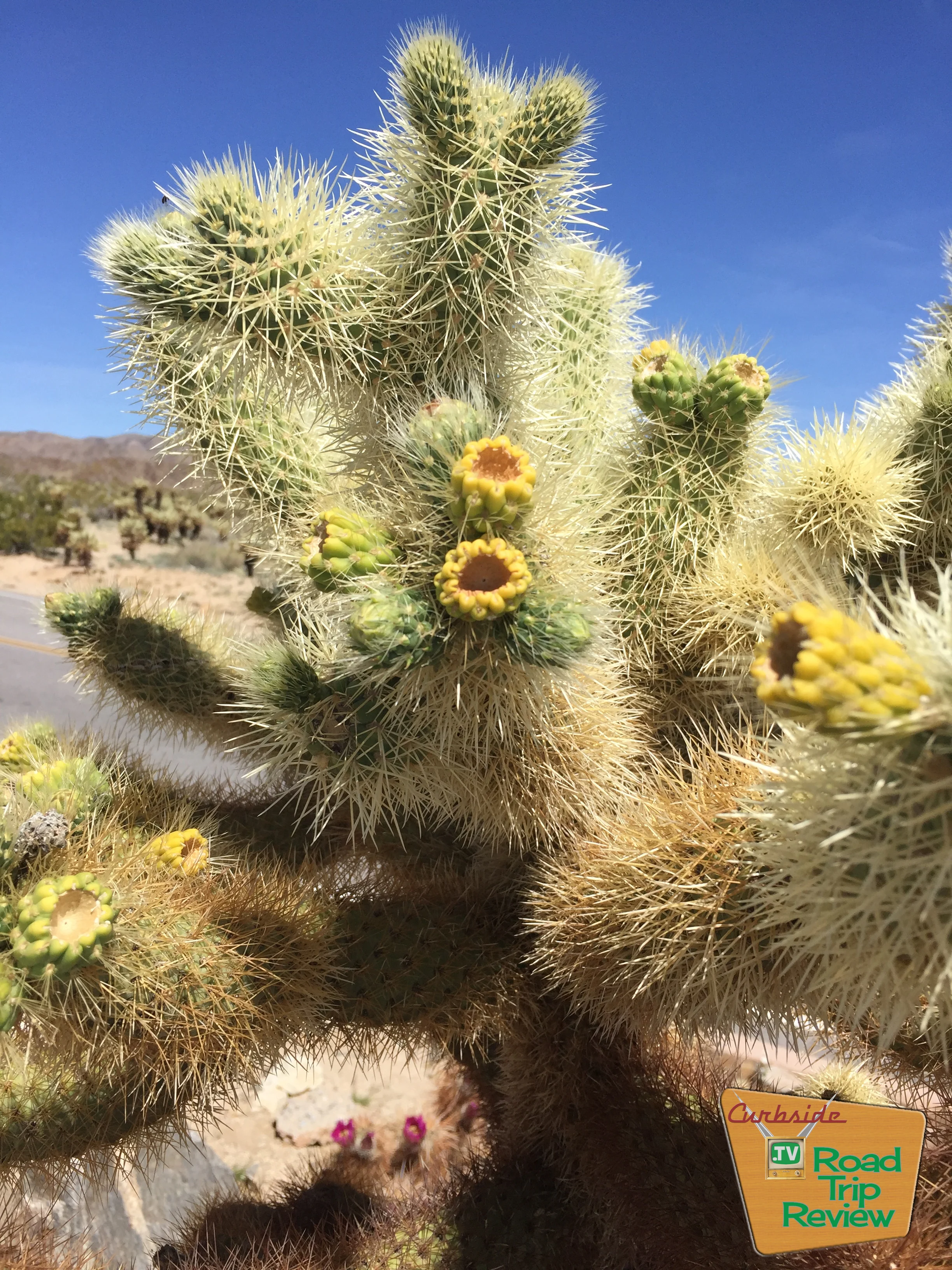 Joshua Tree National Park - 106.jpg
