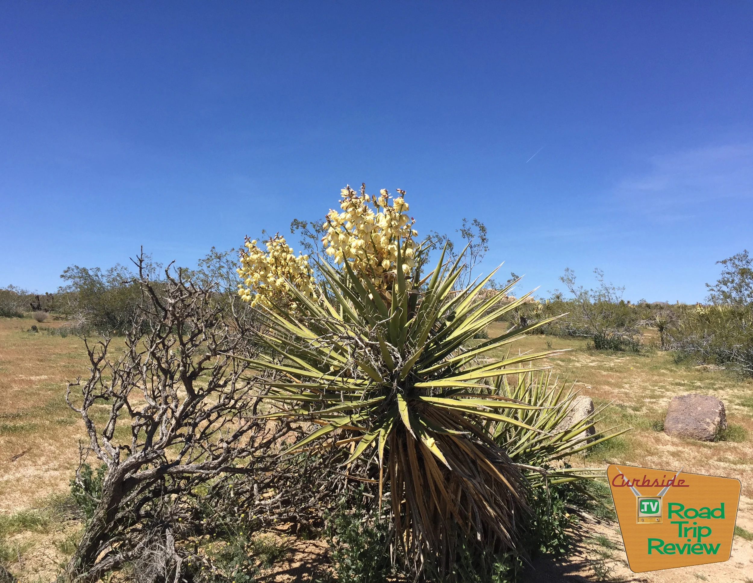 Joshua Tree National Park - 145.jpg