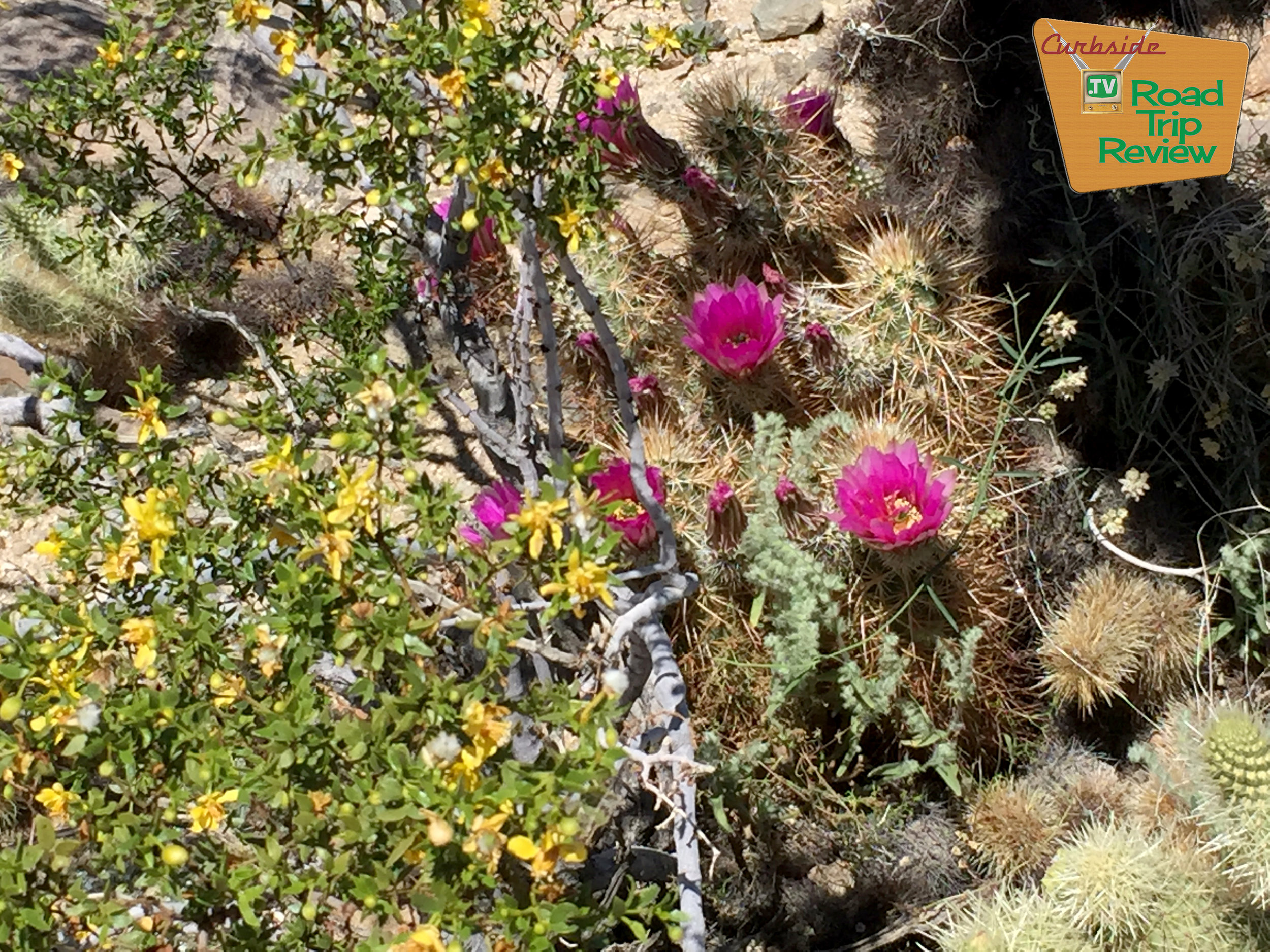 Joshua Tree National Park - 134.jpg
