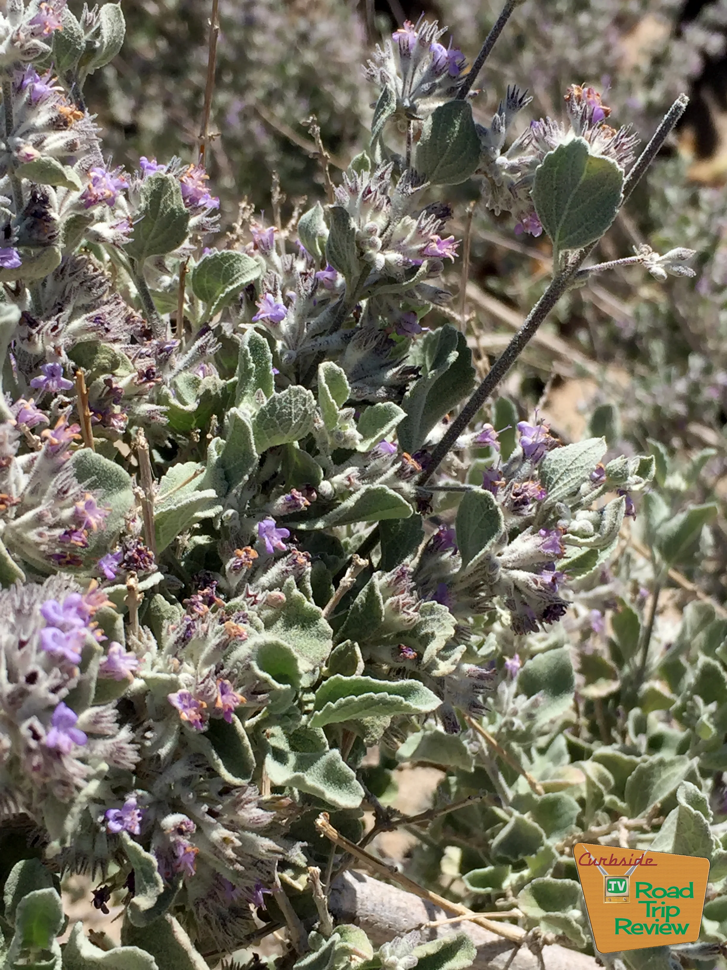 Joshua Tree National Park - 122.jpg