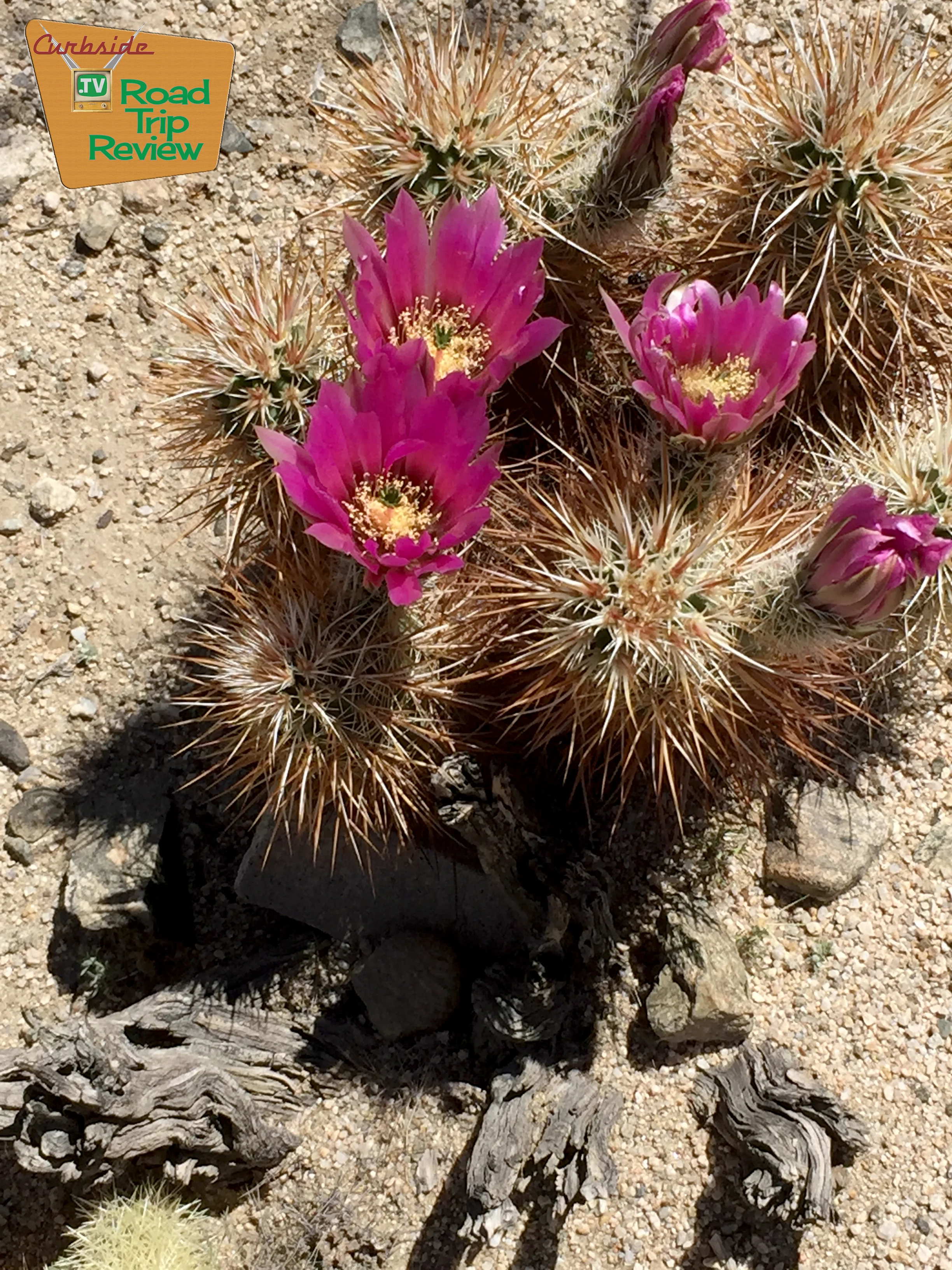 Joshua Tree National Park - 125.jpg
