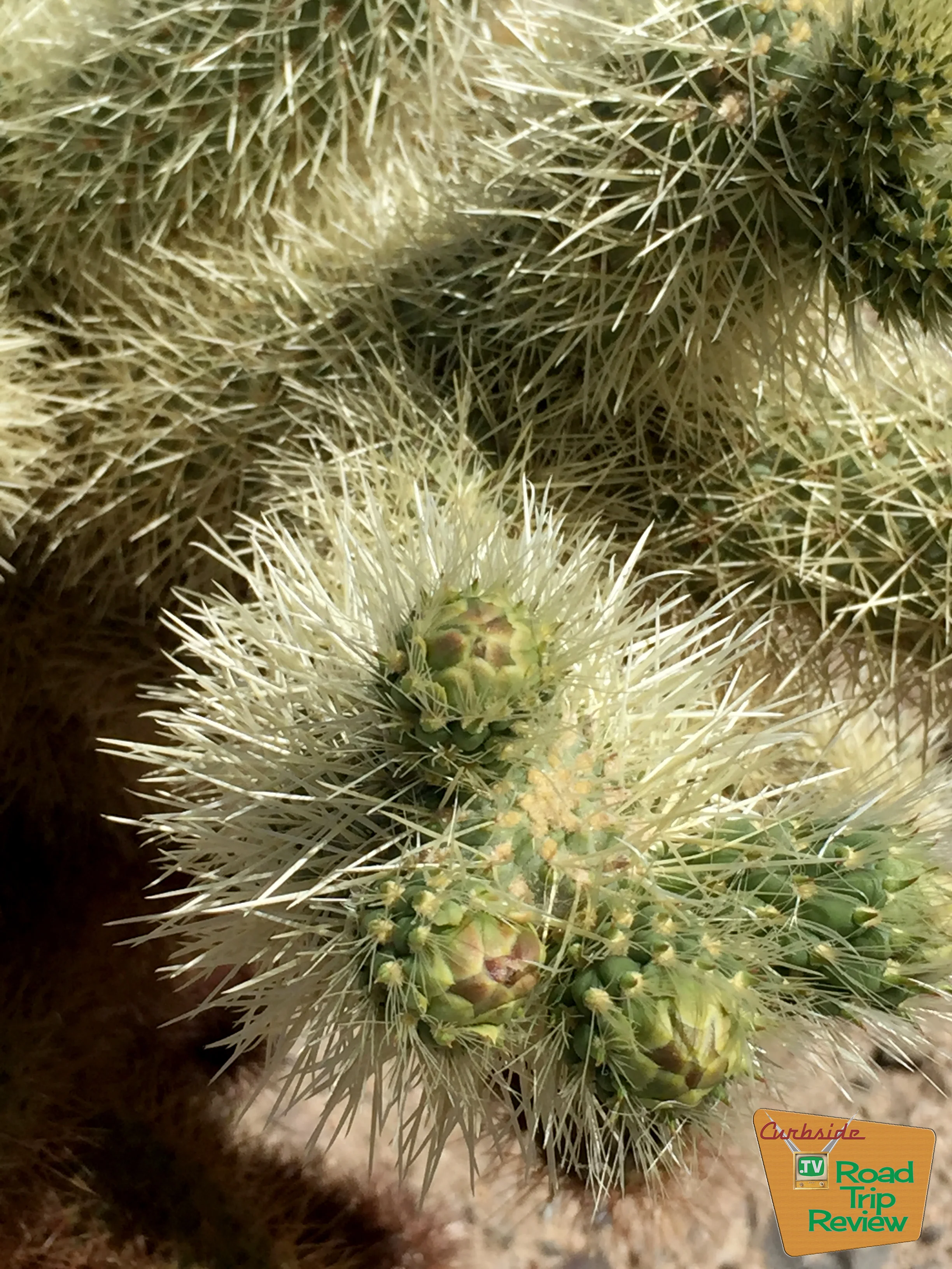 Joshua Tree National Park - 126.jpg