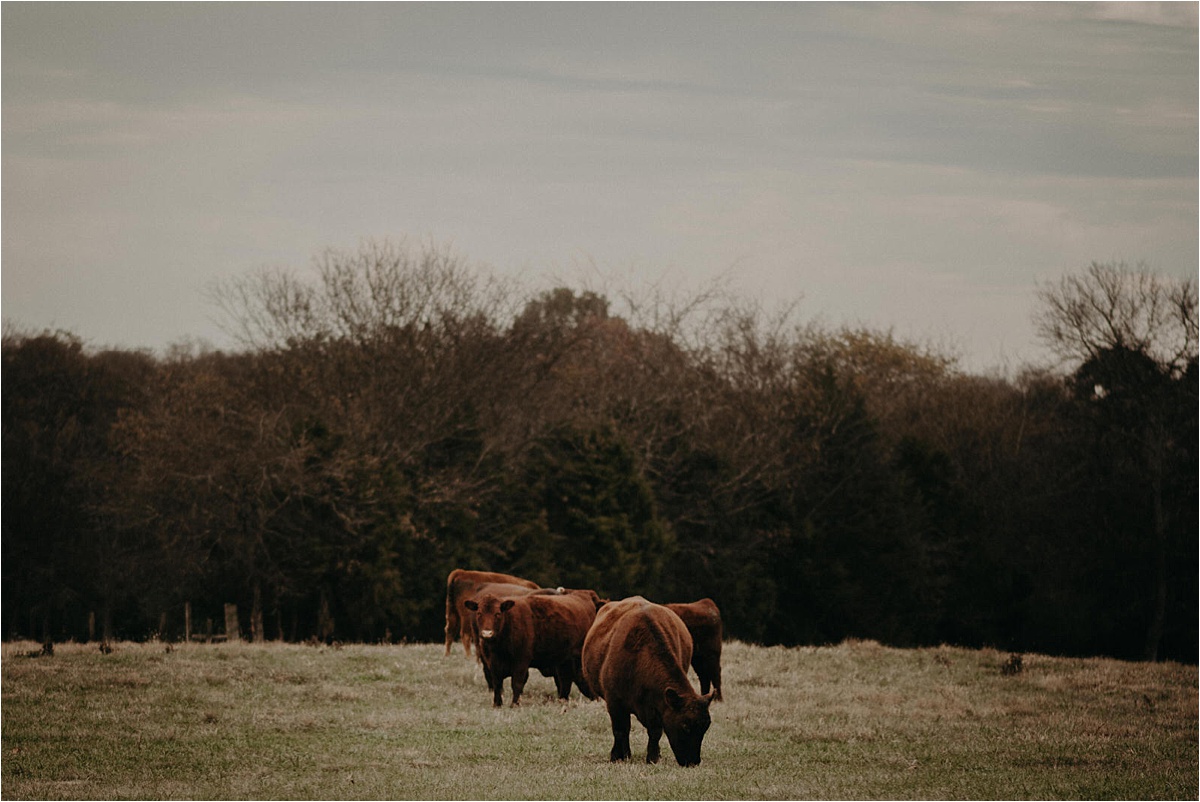 Barn in the Bend in Nashville, Tennessee is farmland right in an urban epicenter